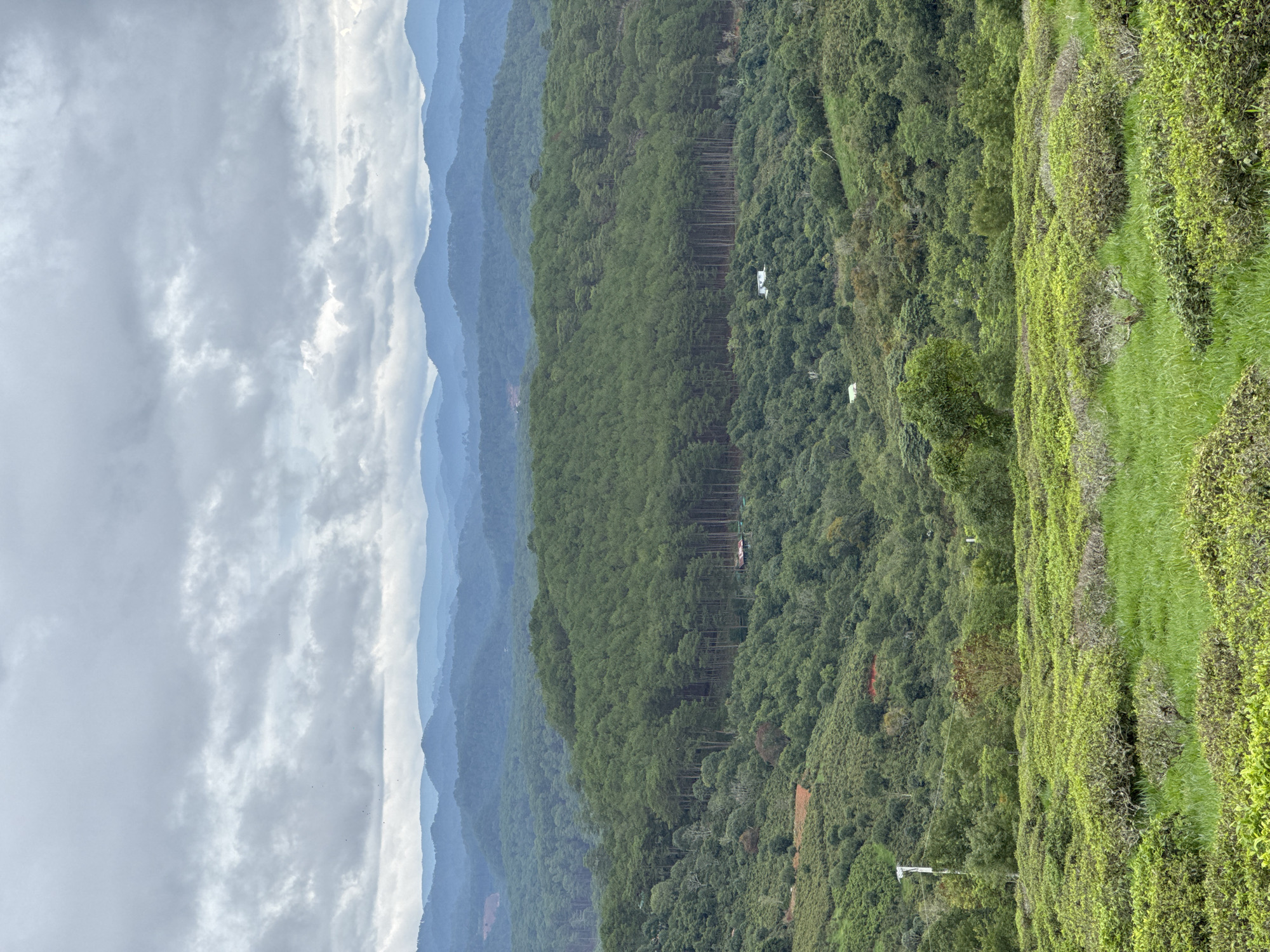 The image shows a landscape in Trường Thọ, Vietnam. The foreground consists of terraced tea plantations. Behind the tea plantations is a steep, forested hillside, interspersed with open patches of reddish soil and some small structures. In the background are several mountain ridges fading into the distance, covered with forest. The sky is overcast with heavy, gray clouds. A row of densely packed trees is planted on the hill.