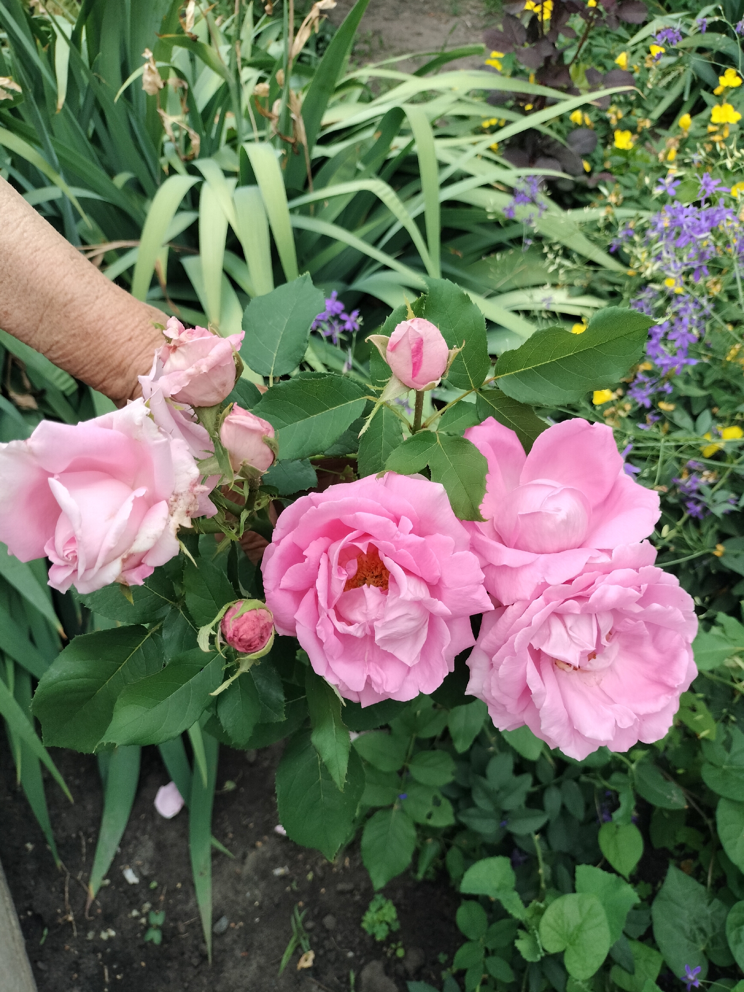 In Stanychne, Ukraine, a hand with textured skin gently holds a cluster of blooming pink roses. The roses, varying in openness, display delicate petals and green leaves. Behind them, a dense arrangement of tall, green foliage, some with dried tips, forms a natural backdrop. In the mid-ground and background, smaller purple and yellow flowers add pops of color to the garden scene. The ground below appears to be dark soil with scattered green shoots.