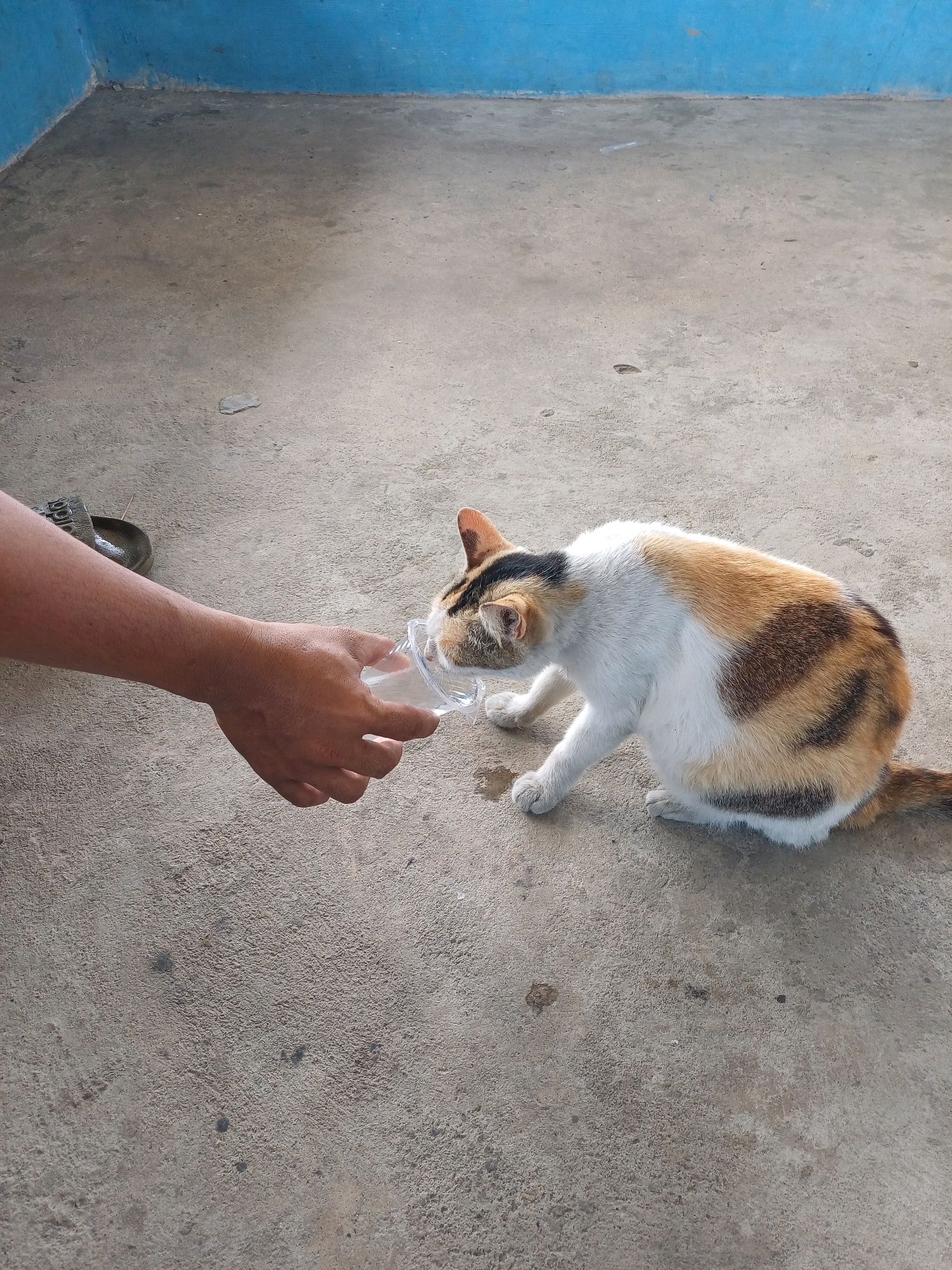A calico cat drinks water from a clear plastic cup held by a person's left hand. The cat is facing the cup, with its head inside. The cat is sitting on a concrete floor. In the background, a blue wall is visible. To the left of the cat's head, a dark sandal is visible on the ground. The scene appears to be outdoors, possibly in a yard or alleyway in Pasir Belengkong, Indonesia, given the concrete floor and simple building structure. The lighting suggests it is daytime.