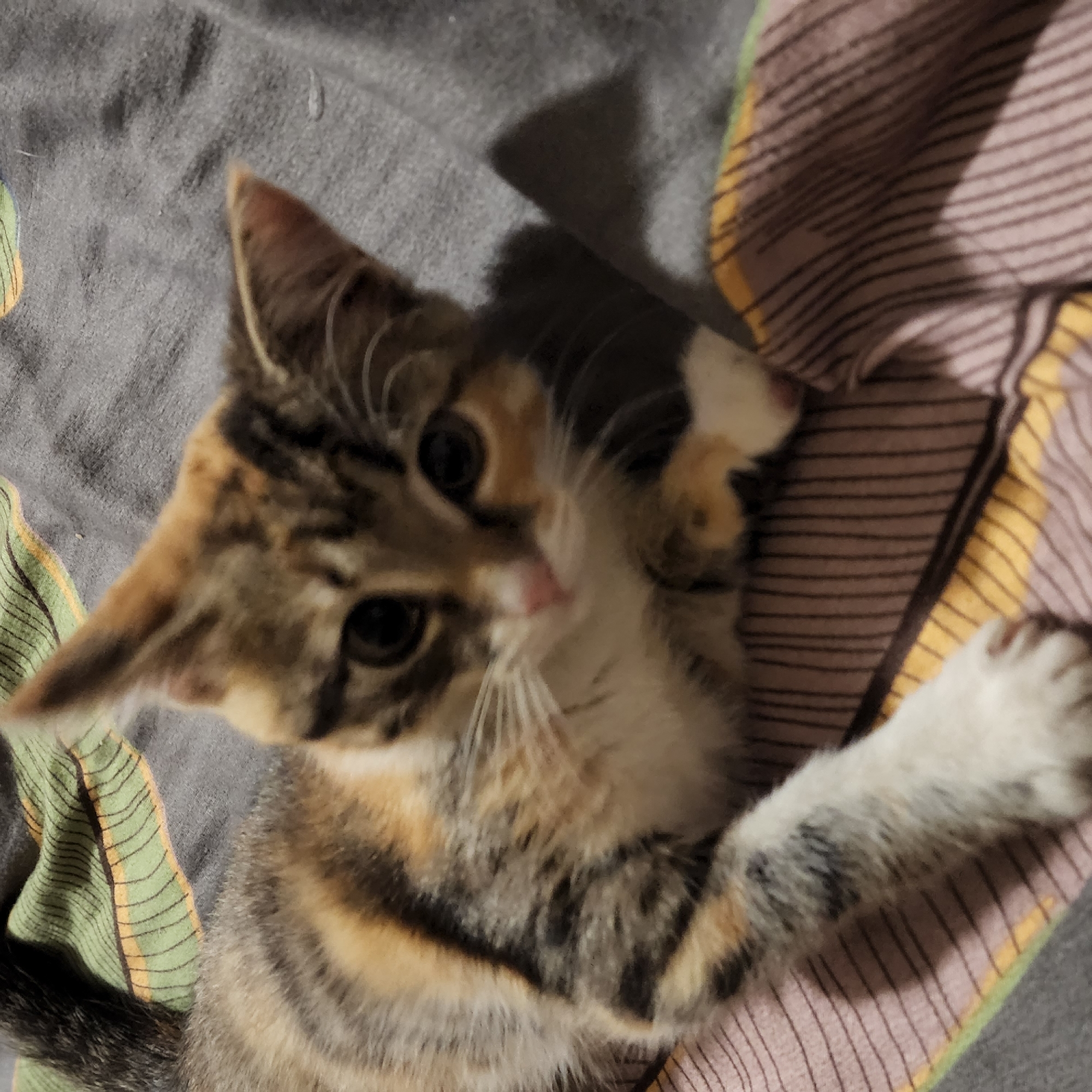 An image shows a calico kitten lying on a striped blanket. The kitten has patches of orange, black, and white fur, with distinct tabby markings on its face and body. Its eyes are large and dark, and its pink nose is visible. The blanket is made of a soft fabric with alternating bands of green, yellow, and muted pink stripes. The background is dark and appears to be a soft surface, possibly another blanket or bedding. The lighting is dim, creating soft shadows and highlighting the texture of the kitten's fur and the blanket. The image is cropped to focus on the kitten and its immediate surroundings. There is no information within the image to suggest a location in Moscow, Russia.
