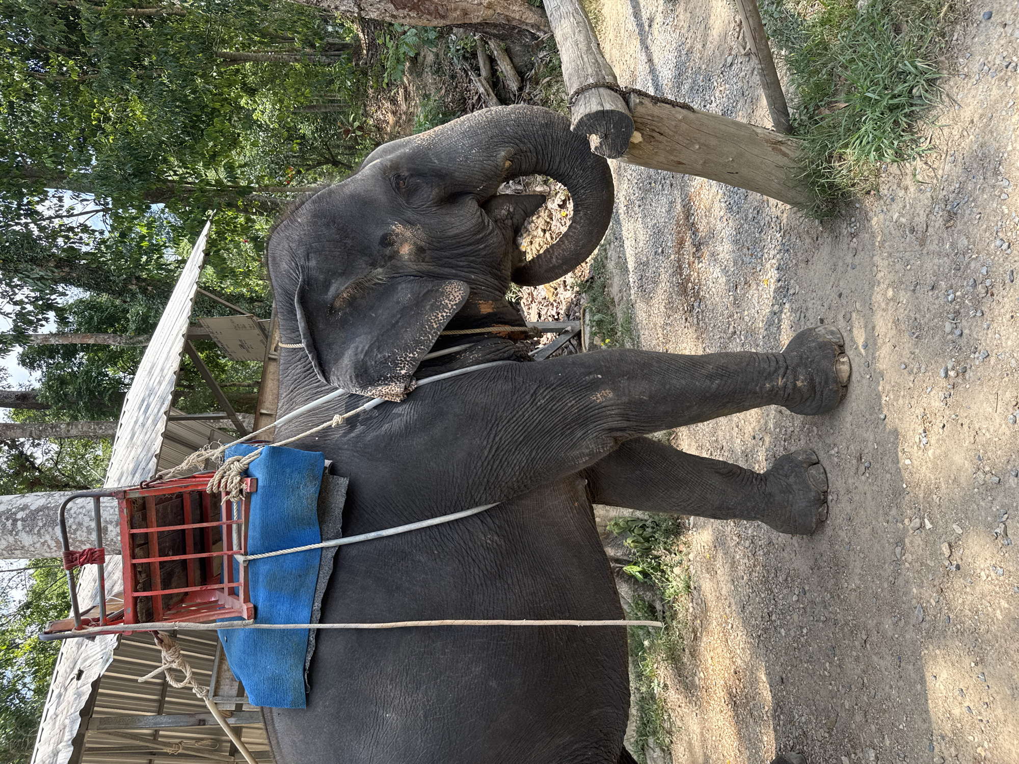 In Tambon Song Phraek, Thailand, an elephant stands on a gravel path, with a metal and blue cloth saddle strapped to its back. The elephant's trunk is curved around a wooden post. The surrounding environment includes trees, greenery, and parts of a structure with a corrugated roof.