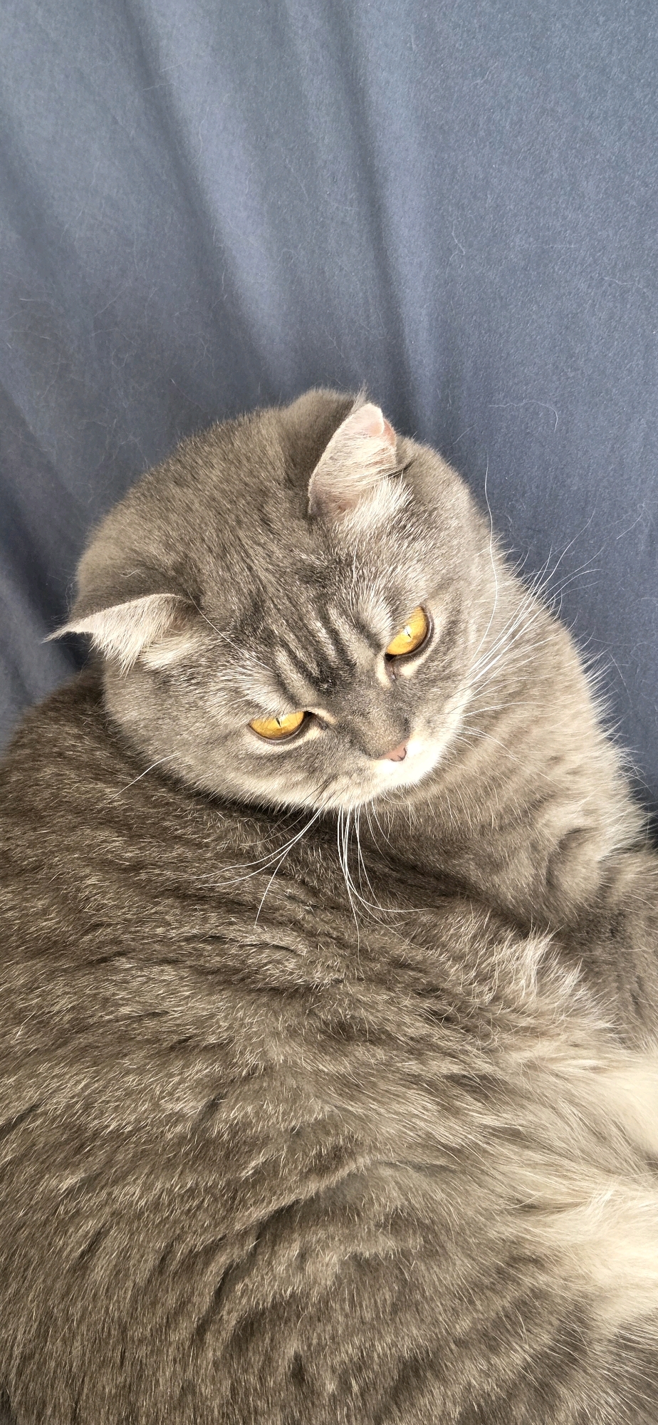 The image shows a close-up of a grey Scottish Fold cat with bright yellow eyes. The cat is lying down on a textured blue surface, likely a blanket or sofa. The cat's ears are folded forward, and its gaze is directed downwards and to the right. The background is a soft, out-of-focus blue. There is no indication of any location in Strasbourg, France, within the image itself.