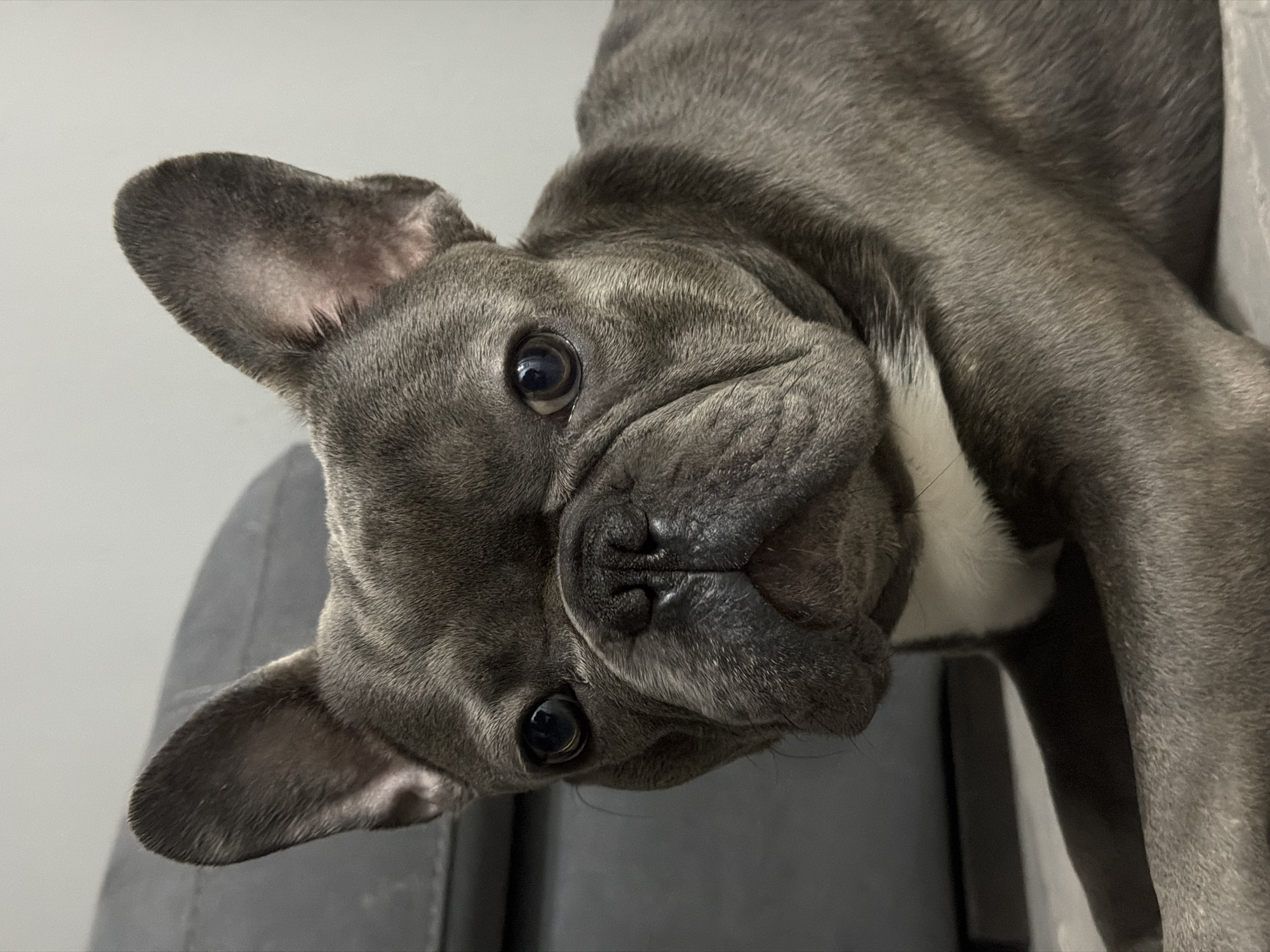 A close-up, eye-level shot shows a blue and white French bulldog with large, upright ears and dark eyes. The dog is lying down, facing the camera, with its head slightly tilted. The background is out of focus, showing a dark gray sofa and a light gray wall. The dog's fur is short and dense, with wrinkles on its face. The lighting is dim, creating soft shadows. No specific location in Ruse, Bulgaria, can be identified from the image.