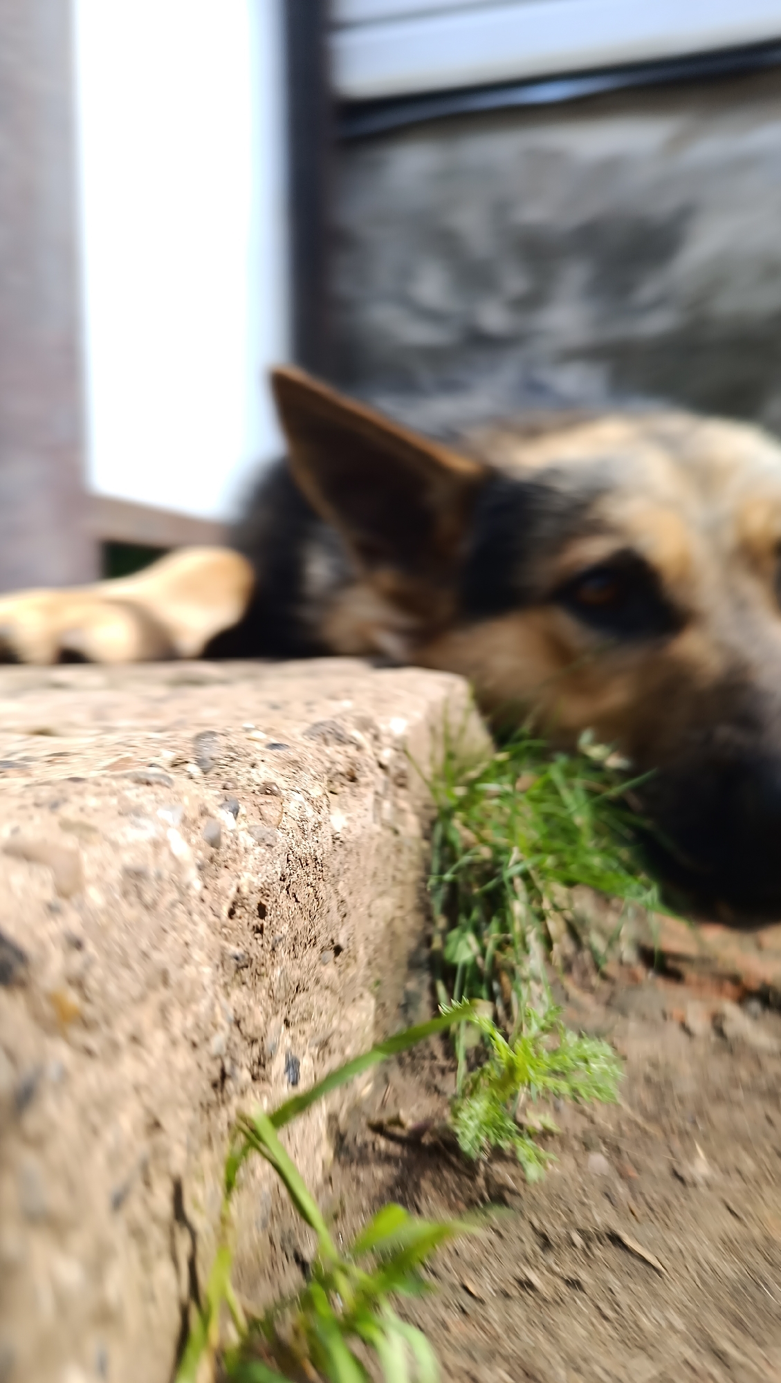 A German Shepherd dog rests its head on a stone ledge outdoors, with a blurred background. The dog's fur is a mix of black, tan, and brown. Green grass is visible growing around the stone. The lighting suggests it is daytime, with sunlight casting shadows. The scene appears to be in a residential or outdoor setting.