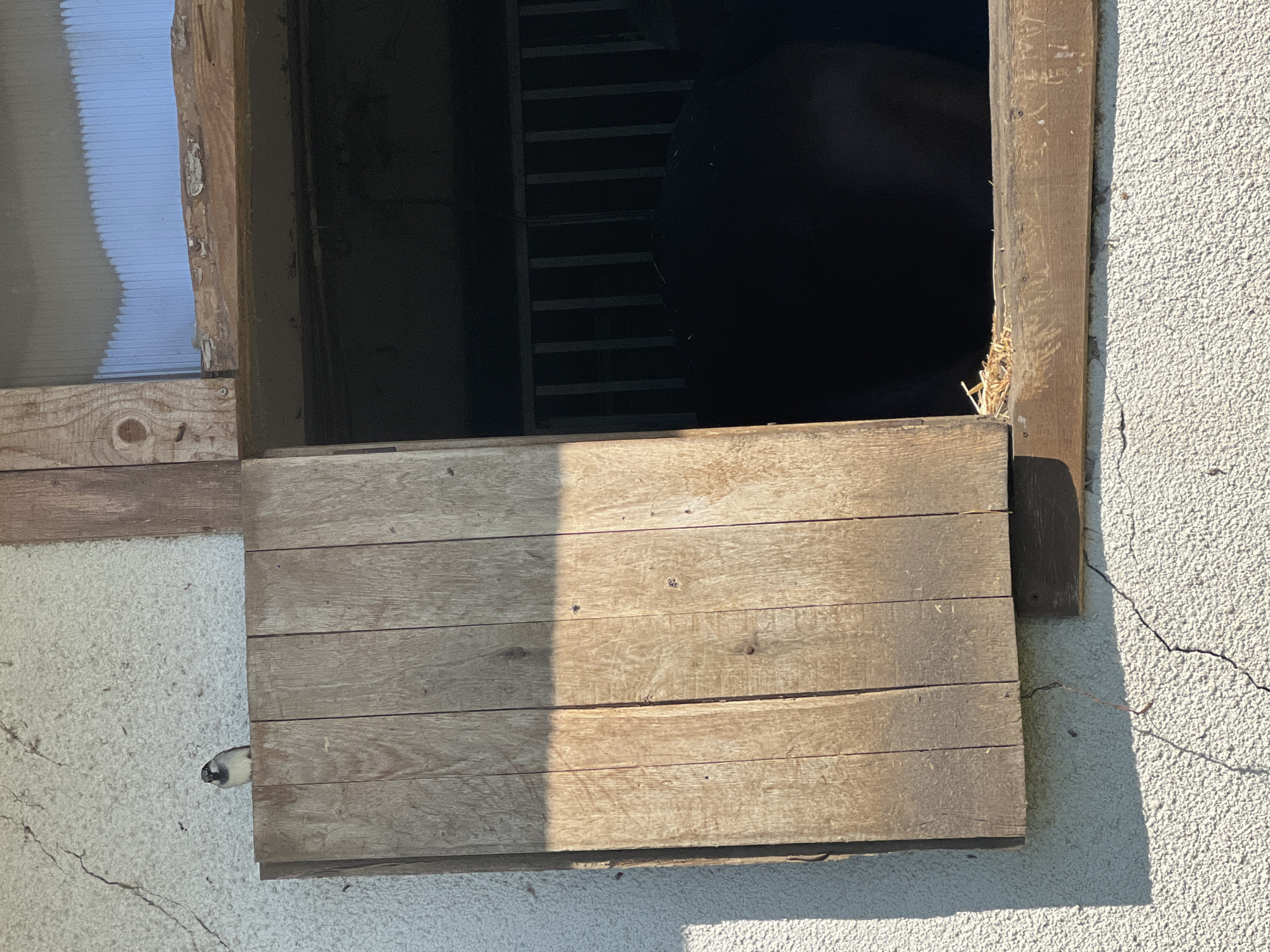 A partially closed wooden hatch is visible in an opening in a wall. The wall is white with a rough, textured surface, and there is a noticeable crack running diagonally across it. The hatch is constructed of horizontal wooden planks, with a lighter color where the sunlight hits. There's a hint of straw inside the opening. To the left, there's another opening with horizontal lines, possibly a window. Inside the main opening, a ladder can be seen. The location is possibly in Burgas, Bulgaria, although this cannot be definitively confirmed from the image alone.