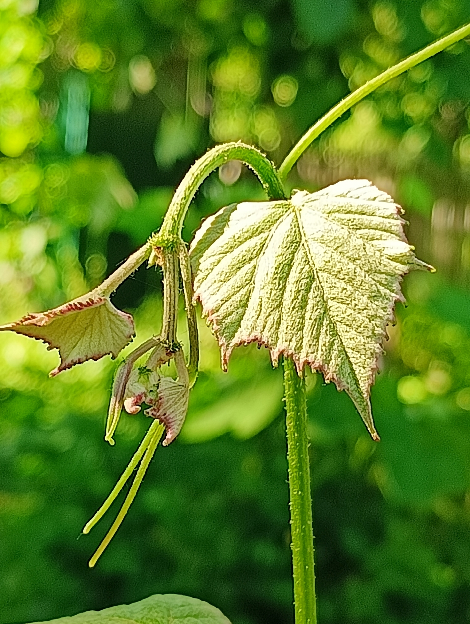 A close-up, vertical, eye-level shot captures a light green vine with developing leaves and tendrils against a soft-focus background of greenery. The vine stem, covered in tiny white hairs, is a prominent vertical element. To the right, a mature leaf is partially visible, its surface textured and its edges serrated with hints of reddish-brown. To the left, a young, delicate leaf unfurls downwards, displaying a similar reddish-brown edging. Two thin, bright yellow tendrils extend downwards from a cluster of small, purplish buds, one tendril curving slightly to the left and the other to the right. The bokeh effect in the background creates a blurred mosaic of light and shadow, suggesting dappled sunlight filtering through foliage. The image appears to be taken outdoors in a natural, possibly garden, setting. There is no information to suggest the location is in the city of Biliaivka, Ukraine.