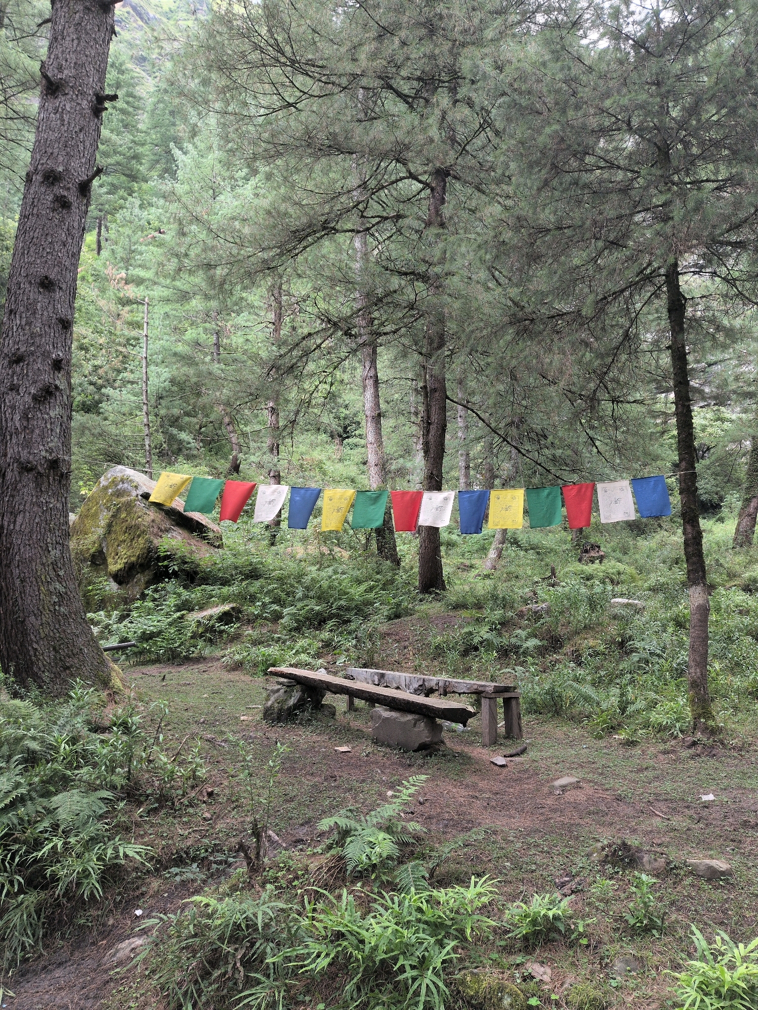 A string of prayer flags, each a different color including yellow, green, red, white, and blue, are hung across a forested area in Dashal, India. The flags are suspended between trees, with a large moss-covered boulder visible behind them on the left. A rustic wooden bench, made from planks of wood and supported by stone and wooden legs, is situated in the foreground, facing away from the viewer and towards a small fire pit. The ground is covered in pine needles and scattered stones, with lush green ferns and undergrowth surrounding the scene. The background is a dense forest of pine trees, with some branches and foliage creating a canopy overhead. The lighting suggests an overcast day, with diffused natural light filtering through the trees. There are no people or animals visible in the image.