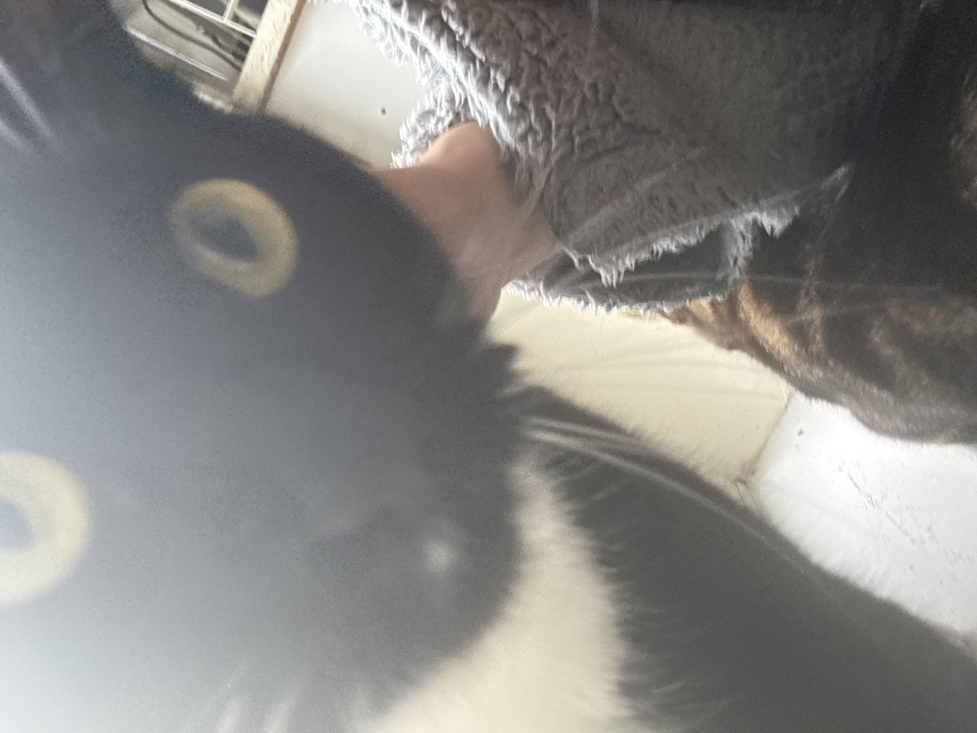 A close-up, slightly out-of-focus image features a black and white cat with yellow eyes dominating the left side. A grey, fleece-like material and what appears to be a person's hand are visible in the upper right. Behind the cat, near the top of the image, a fragment of a wire rack is visible. The background consists of a white surface, possibly a bed or floor. The environment is generic, without indicators of a specific location, especially within Desborough, United Kingdom.