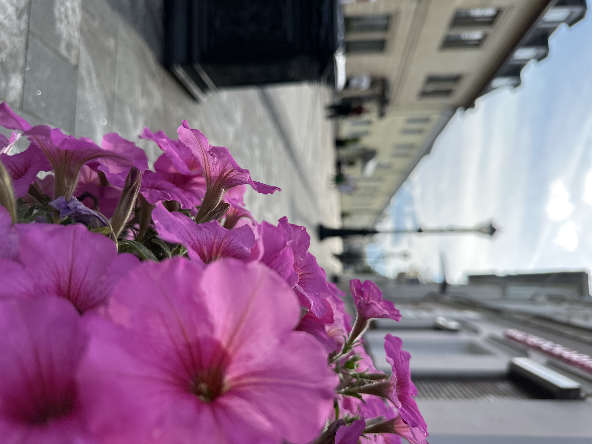 The image shows a street scene in the city of Putyatino (Semivragovskaya S/A), Russia. In the foreground, a cluster of vibrant pink petunias dominates the right side of the frame, with some flowers sharply in focus and others softly blurred. Behind the flowers, a cobblestone walkway stretches into the distance, lined with buildings on either side. A dark, ornate trash receptacle is visible to the left, partially obscuring the walkway. The buildings are of a light yellow hue, with dark-tiled roofs and multiple windows. In the background, indistinct figures of people can be seen walking along the street, and a lamppost stands in the middle distance. The sky above is partly cloudy, with the sun shining through, casting shadows on the walkway. The overall impression is one of a sunny day in a European-style city.