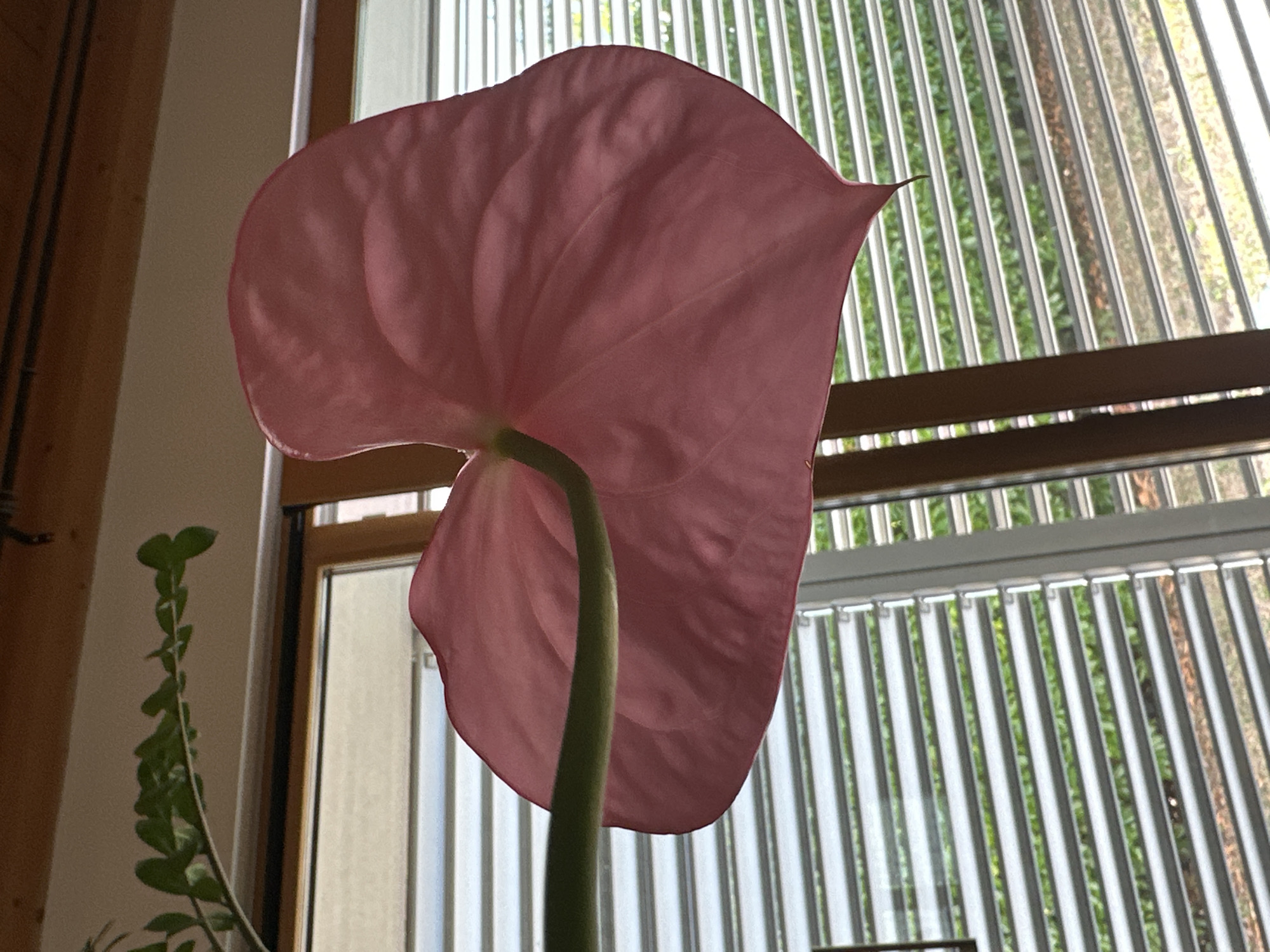 A close-up shot focuses on the back of a pink anthurium flower with a green stem, positioned in front of a window with horizontal blinds. The blinds are partially open, allowing glimpses of green foliage and some scattered leaves outside. The flower is large and heart-shaped, with visible veins and a slightly crinkled texture. The background suggests an indoor setting with wooden beams at the top of the frame. The lighting creates a soft glow on the flower, highlighting its delicate structure. There is no discernible location in the city of Trieste, Italy.