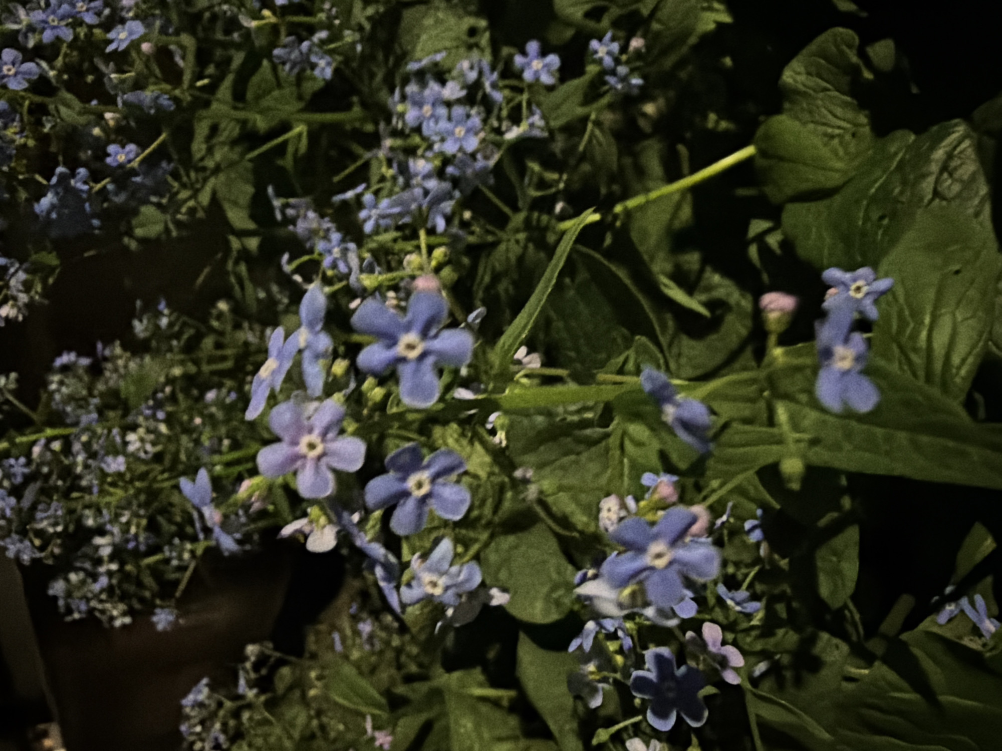 The image shows a close-up of a cluster of blue flowers interspersed with green foliage. The location is Большая Шильна, Russia. The scene is dimly lit, possibly at night. The flowers are small and delicate, with five petals each. The leaves are broad and green, providing a backdrop for the blossoms.