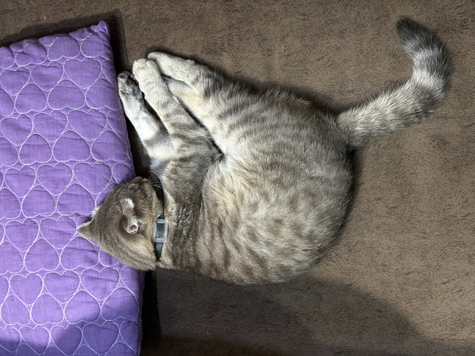 A silver tabby cat with a black collar is curled up asleep on a brown upholstered surface next to a purple heart-patterned cushion. The location is Novxanı, Azerbaijan.