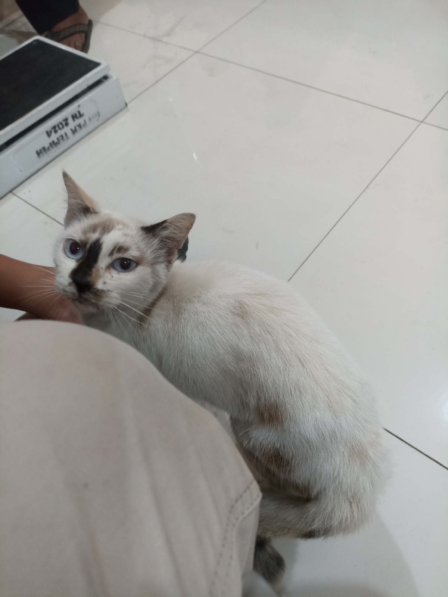 A white and tan cat with blue eyes is in a tiled room. The cat is facing forward, looking at the camera. A person's arm is visible in the foreground, gently touching the cat's head. In the background, a white object with text that reads "PKM TEMPEN TH 2024" is visible. The room appears to be indoors, possibly a clinic or waiting area. The floor is made of light-colored tiles. The overall scene suggests a moment of gentle interaction between a person and a cat within a functional space in Tempeh, Indonesia.