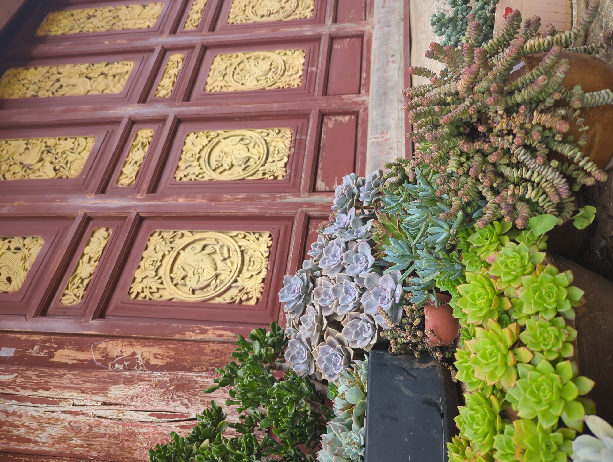 The image depicts a close-up view of a collection of succulents arranged in front of a weathered, red wooden door with ornate gold carvings. The door features multiple panels with intricate floral and animal motifs within circular frames. The wooden surface of the door shows signs of age, with peeling paint and exposed grain. The succulents vary in color and form, with some appearing in shades of green, blue-green, and pinkish-red. They are planted in various pots, including a black rectangular planter and a brown ceramic pot. The composition suggests an outdoor setting, likely in Xishan District, China, given the architectural style of the door and the commonality of such plants in the region. No people are visible in the image. The lighting is soft, casting subtle shadows. The overall impression is one of a decorative arrangement blending natural elements with traditional artistry.