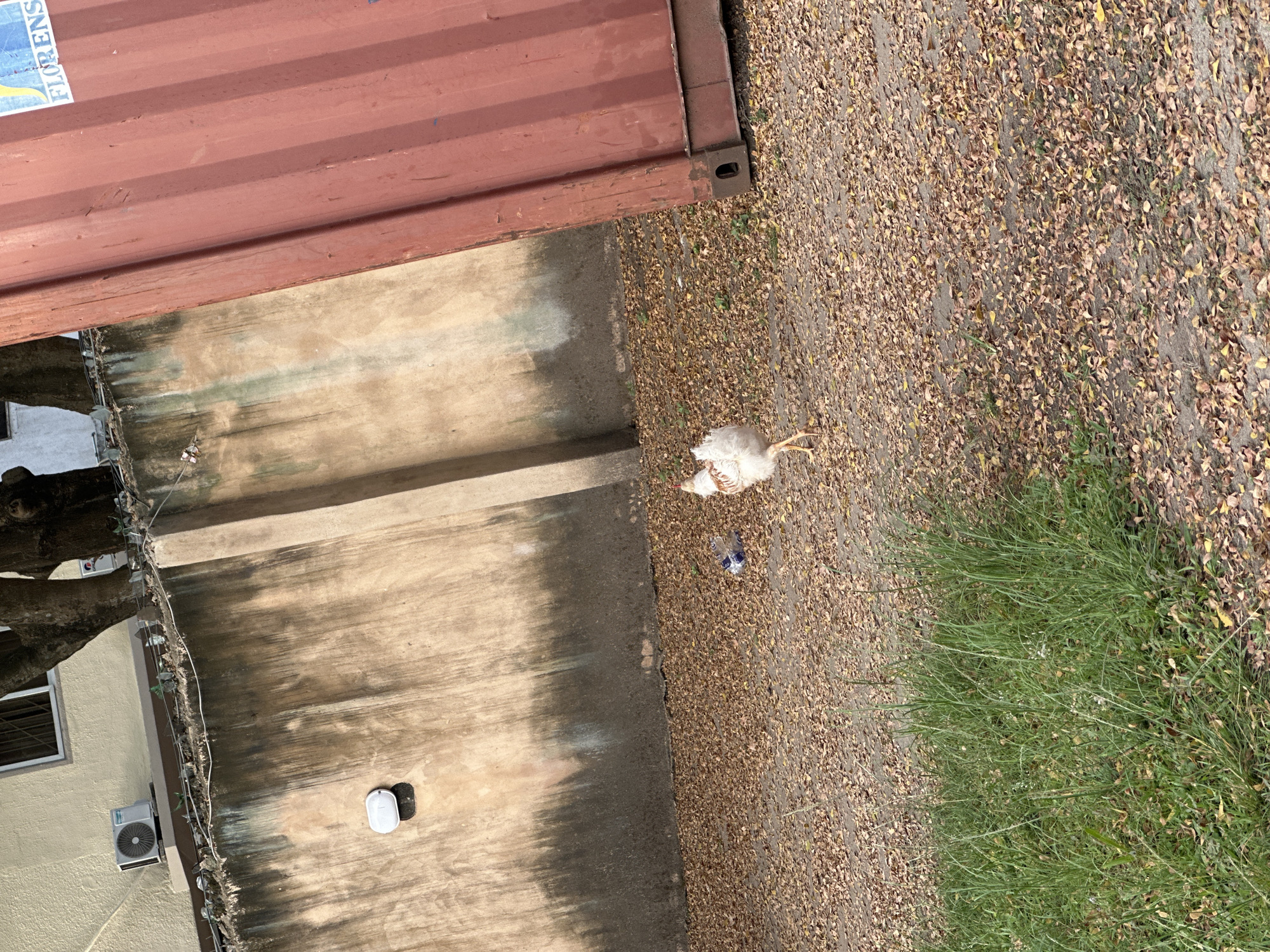 The scene is an exterior shot in Lagos, Nigeria. A shipping container is partially visible at the top left corner, revealing a red color with a "FLORENS" label. Adjacent to the container is a stained concrete wall.
In the mid-ground, a white chicken stands near a discarded plastic water bottle on a ground covered with dry leaves and some patches of grass. The background includes a building with a visible air conditioning unit. There are trees with hanging cables near the building. The overall environment is a mixture of urban elements and natural textures.