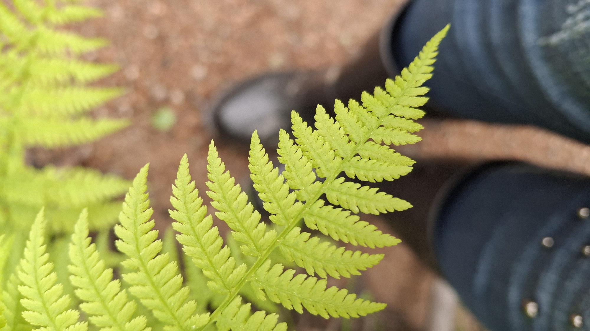 A close-up, high-angle shot focuses on a bright green fern frond in Raikuzi, Russia. The fern occupies the left foreground, with its textured leaves sharply defined. In the blurry background, there are two legs wearing dark blue or black pants, suggesting a person is standing nearby. The shoes appear to be dark gray or black and indistinct. The ground is visible in patches, with a mix of brown hues. The light appears natural and diffused.