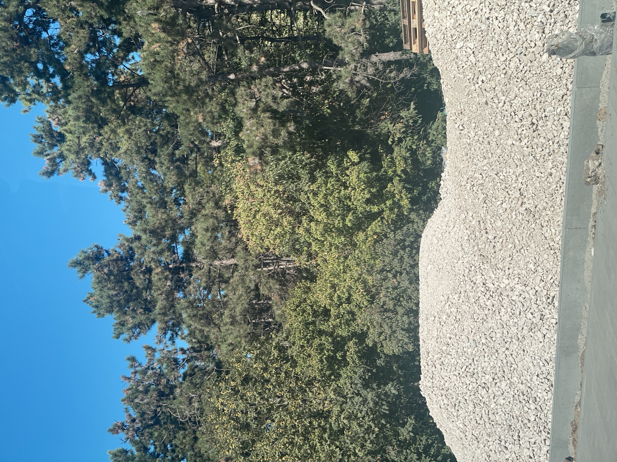 The image depicts a construction site in Chișinău, Moldova, with a large pile of light-colored gravel dominating the foreground. Behind the gravel, a dense line of trees, primarily pine trees with some deciduous trees interspersed, forms a natural backdrop against a clear blue sky. The trees are lush and green, suggesting a temperate climate. On the right side of the image, several wooden pallets are stacked, indicating ongoing construction or material storage. The ground in front of the gravel pile appears to be a paved surface, possibly a road or sidewalk, with some debris scattered on it. The overall scene suggests a work in progress, likely in an outdoor area within the city. There are no people or animals visible in the image.