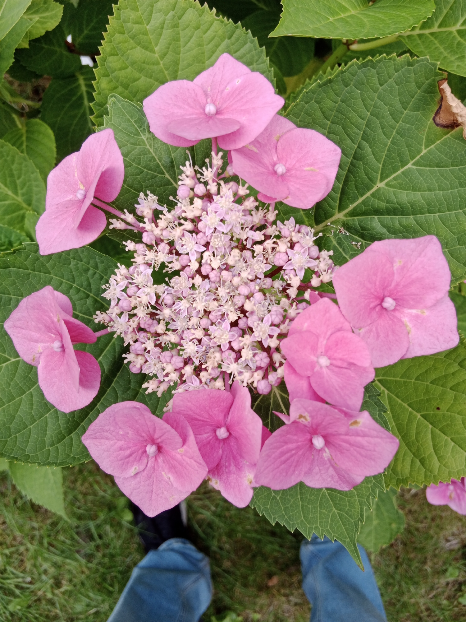 A close-up overhead shot shows a cluster of bright pink hydrangea flowers with green leaves. The flowers are in various stages of bloom, with some larger, individual petals surrounding a smaller cluster of delicate pink florets in the center. The leaves are large and textured with serrated edges. In the lower portion of the image, two legs wearing blue jeans and black shoes are visible, standing on a patch of green grass. The scene appears to be outdoors, in a garden or park setting. There is no indication of the specific location within Bydgoszcz, Poland.