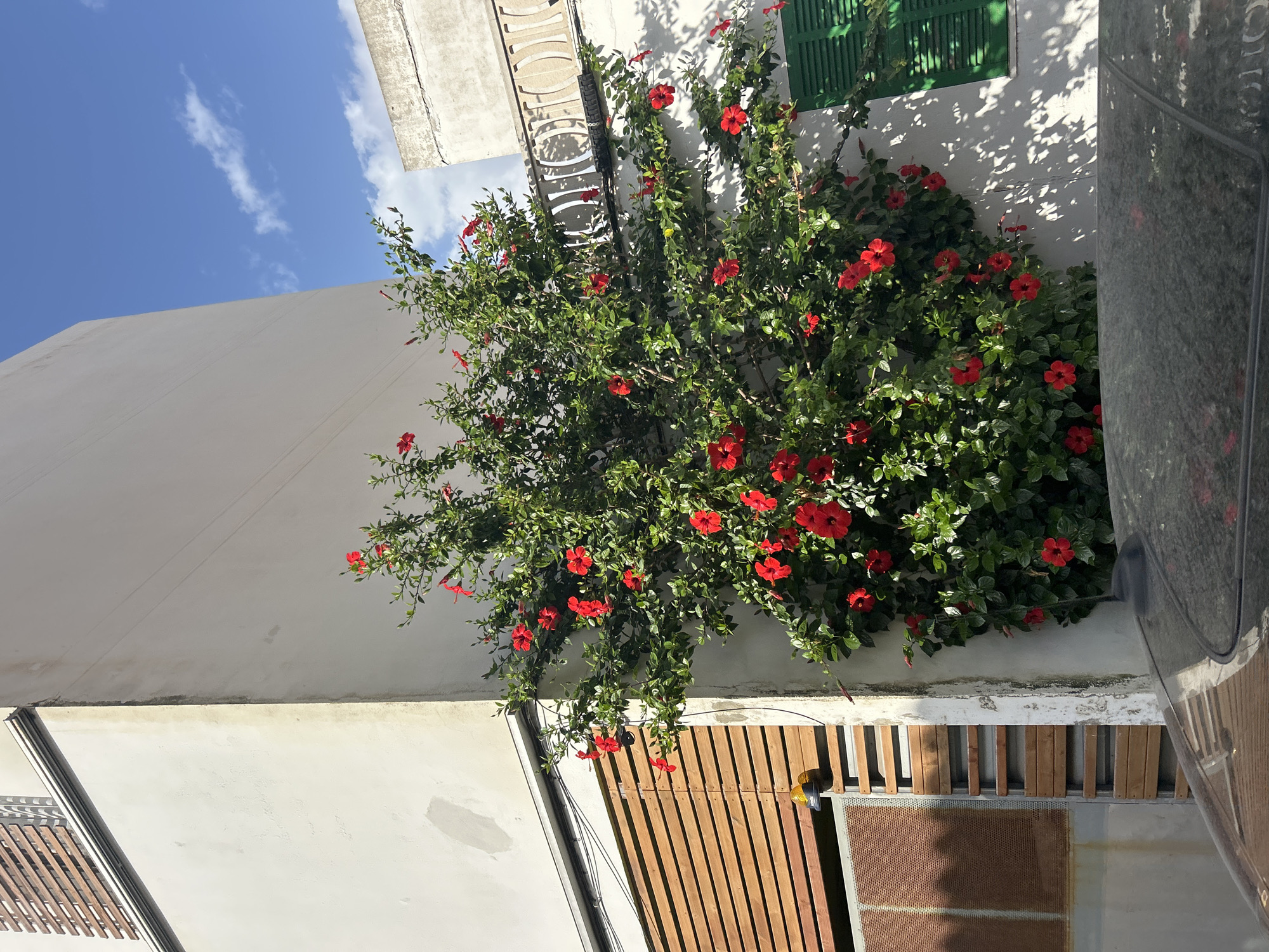 In Cala Rajada, Spain, a vibrant hibiscus bush with numerous red flowers is growing against the corner of a building. The building has a textured white facade. To the left of the hibiscus, a section of the building features horizontal wooden slats, with a yellow alarm light visible below. A dark car is parked in the foreground, with its roof partially obscuring the lower part of the scene. To the right of the hibiscus, a window with green shutters and a decorative balcony railing with arched openings are visible. The sky above is bright blue with scattered white clouds. The overall scene captures an outdoor view of residential architecture adorned with flowering vegetation under a sunny sky.
