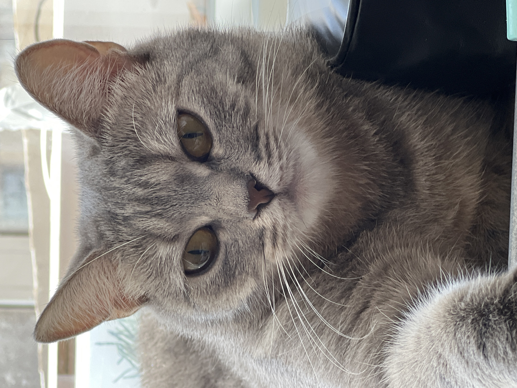 A close-up, medium shot shows a gray tabby cat with green eyes lying down, likely indoors. The cat's head is tilted slightly, and it looks directly at the camera. The background includes a blurred window with some greenery visible, along with a dark, possibly black, object. The location is not identifiable as Kazan, Russia, from this image alone.