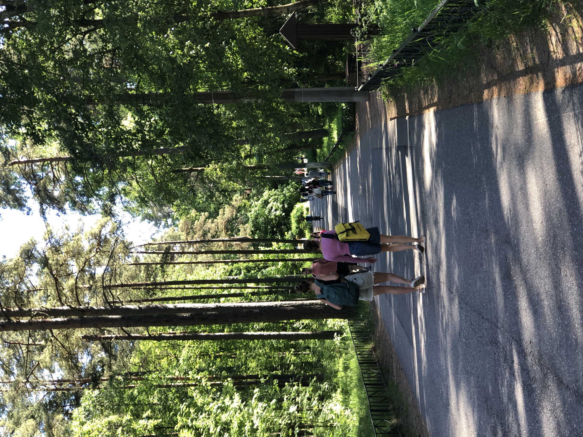 This image, taken in Solnechnoye, Russia, presents a paved pathway traversing a densely wooded area under bright sunlight. The path, constructed of dark grey asphalt with visible cracks, is bordered on the left by a low, black metal fence and a strip of green grass and undergrowth. Tall coniferous trees with slender trunks and light green foliage line the left side, while the right side features a mix of broad-leafed deciduous trees with dense, dark green foliage.
Strong, direct sunlight illuminates the scene, casting prominent, elongated shadows of trees and individuals across the path. In the immediate foreground, two young women are walking away from the camera, side-by-side, on the left portion of the path. The woman on the left wears a light-colored top, light-colored shorts, and a dark green backpack. The woman on the right wears a pink top, dark denim shorts, and a bright yellow backpack. Both have their hair tied up.
Further down the path, several other individuals are visible. A man in a pink shirt is walking ahead of the two foreground women. Other figures, less distinct due to distance, are also moving along the path. In the far distance on the left, a person is riding a bicycle. On the right side of the path in the mid-ground, a grey utility pole stands upright, and a small, dark brown wooden structure with a peaked roof, resembling a kiosk or marker, is positioned near the path's edge. The overall environment is lush and verdant, characteristic of a recreational park or forest setting.