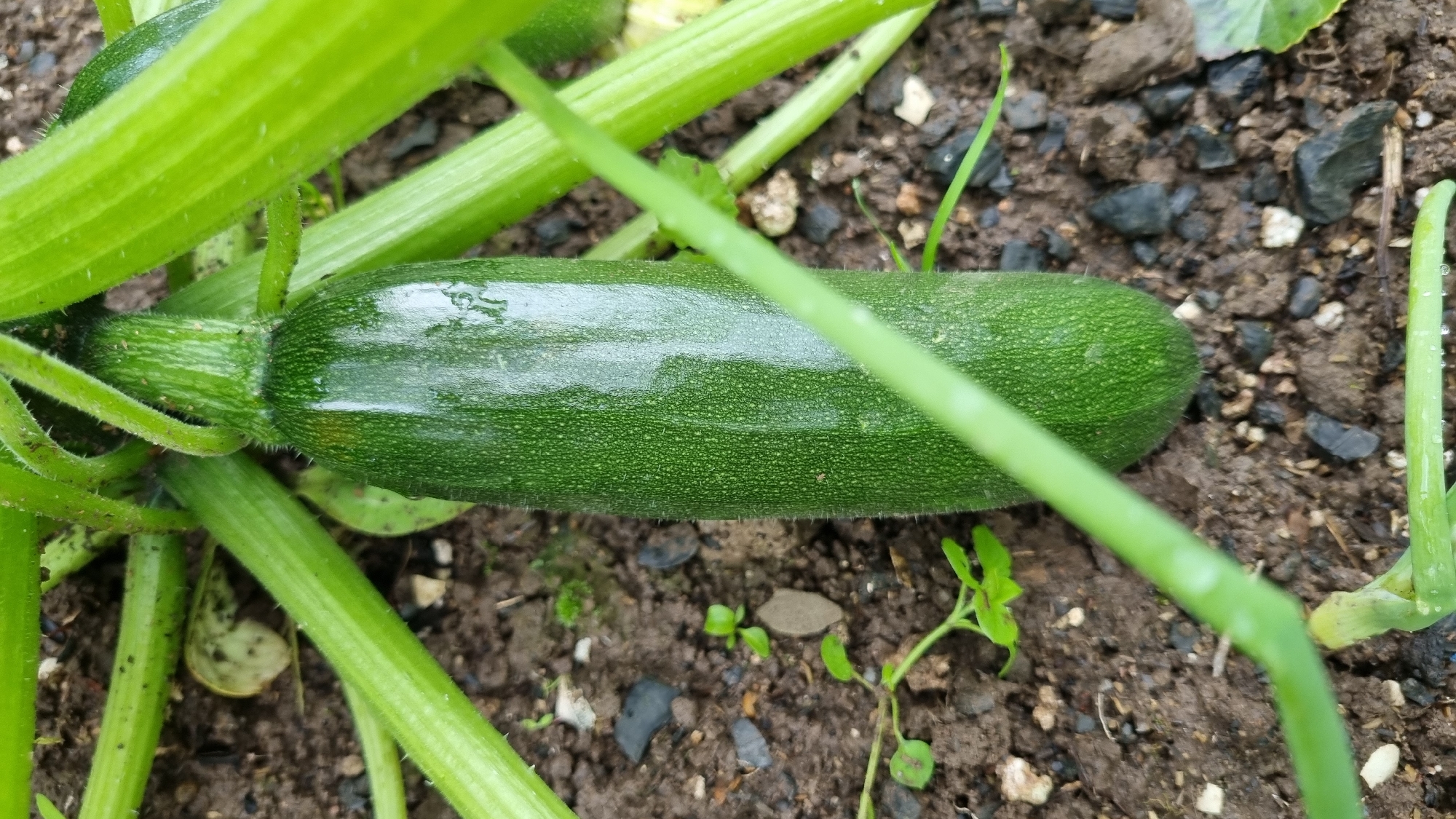 The image shows a close-up, top-down view of a young zucchini growing on a vine in dark soil. The zucchini is green, elongated, and slightly curved, with faint vertical lines and tiny hairs visible on its surface. Several thick, green stems and leaves of the zucchini plant surround the fruit, some of which appear to be wet. The ground is composed of dark soil with scattered small stones and a few tiny green sprouts. The overall scene suggests a garden environment in Солнечная Поляна-3 Снт, Russia, likely during the growing season. There are no people or animals present in the image.