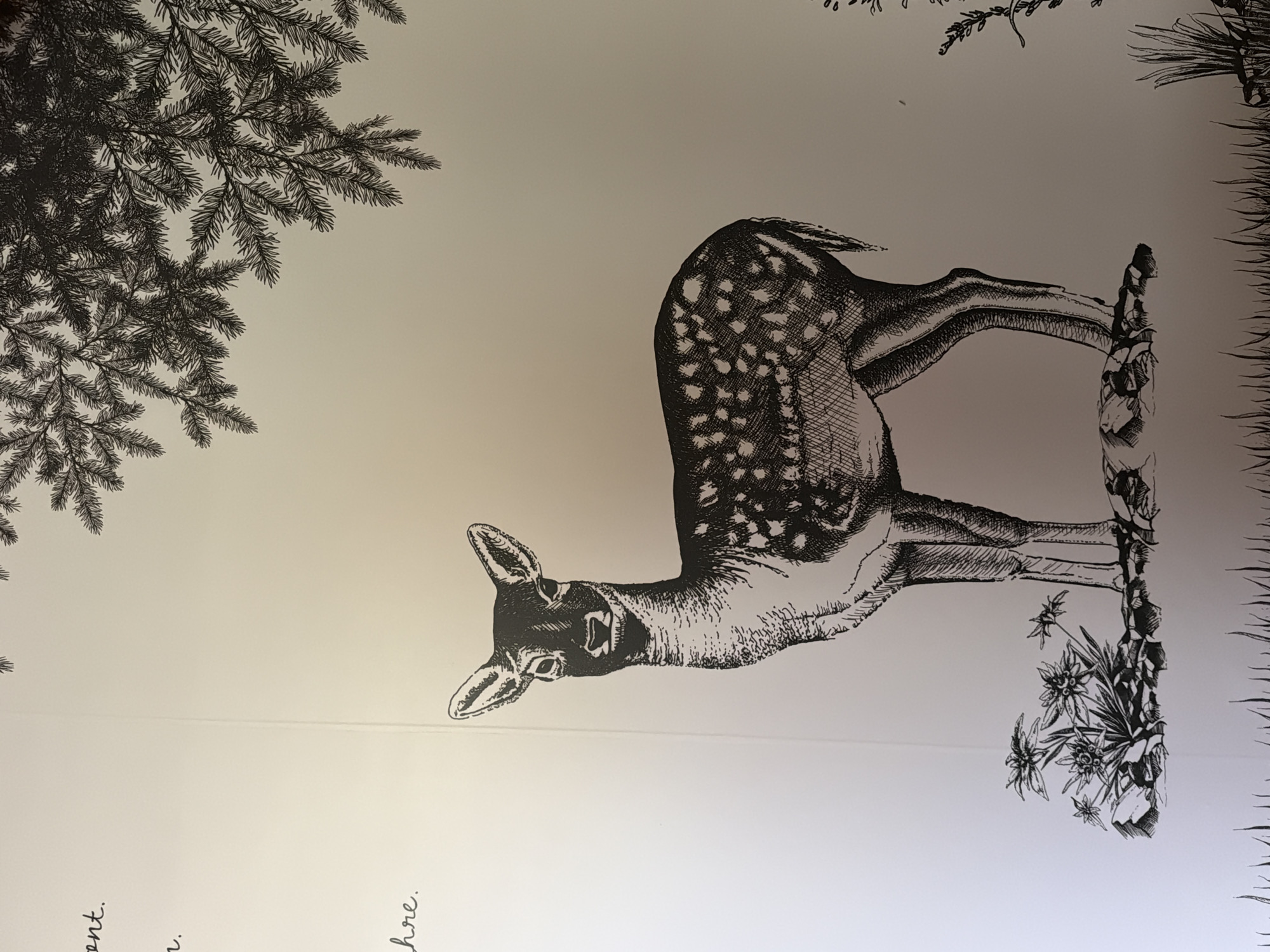 The image is a close-up of an illustration featuring a deer standing on a rocky outcrop with a cluster of edelweiss flowers at its feet. The deer is depicted in black ink, with fine lines used to render its fur, spots, and facial features. Above the deer, the branches of a coniferous tree are visible, also rendered in black ink. The background is a plain, light-colored surface, likely paper. In the upper left corner, there is handwritten text in a cursive script, with the visible words being "ent.", "n.", and "chre.". The text suggests a literary or artistic context. The image does not contain any specific geographical markers or clues that would place it in Sauris/Zahre, Italy, or any other city.