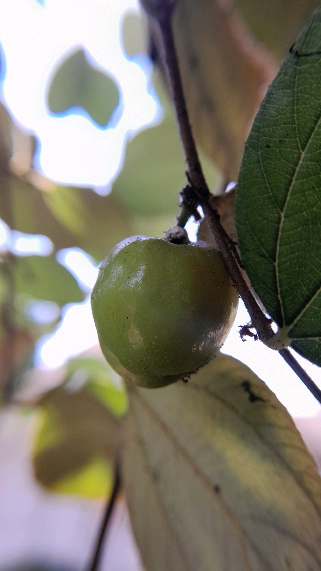 A close-up shot focuses on a single, unripe, green fruit hanging from a thin brown stem. The fruit is slightly glossy and has a smooth surface with tiny dark speckles. It is positioned slightly to the left of the frame, with the stem extending upwards and to the right. To the right of the fruit, a large, green leaf with prominent veins is visible, partially obscuring the stem. The background is softly blurred, with hints of other green leaves and bright white and light blue areas suggesting sunlight filtering through foliage. The overall impression is that of a fruit on a branch in a natural setting. The image was captured in the village of Sumberarum, Indonesia, likely during daylight hours.