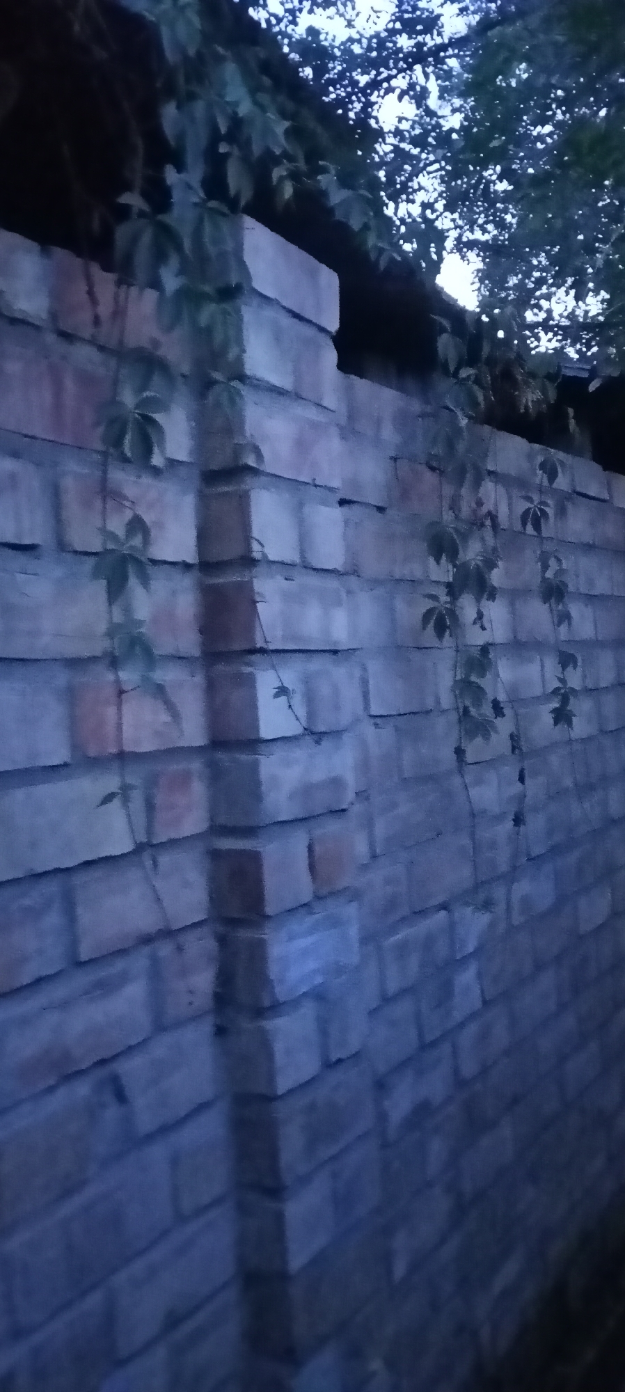 The image shows a brick wall in what appears to be a garden or yard. The wall is constructed from light-colored bricks, some of which have a reddish hue. Ivy vines are growing on and over the wall, with some leaves visible. The lighting suggests it is either early morning or late evening, with the sky visible through the foliage at the top of the frame appearing dark. The scene is devoid of any human presence or activity. The specific location in Sokuluk, Kyrgyzstan cannot be determined from the image alone, as there are no identifying landmarks or inscriptions.