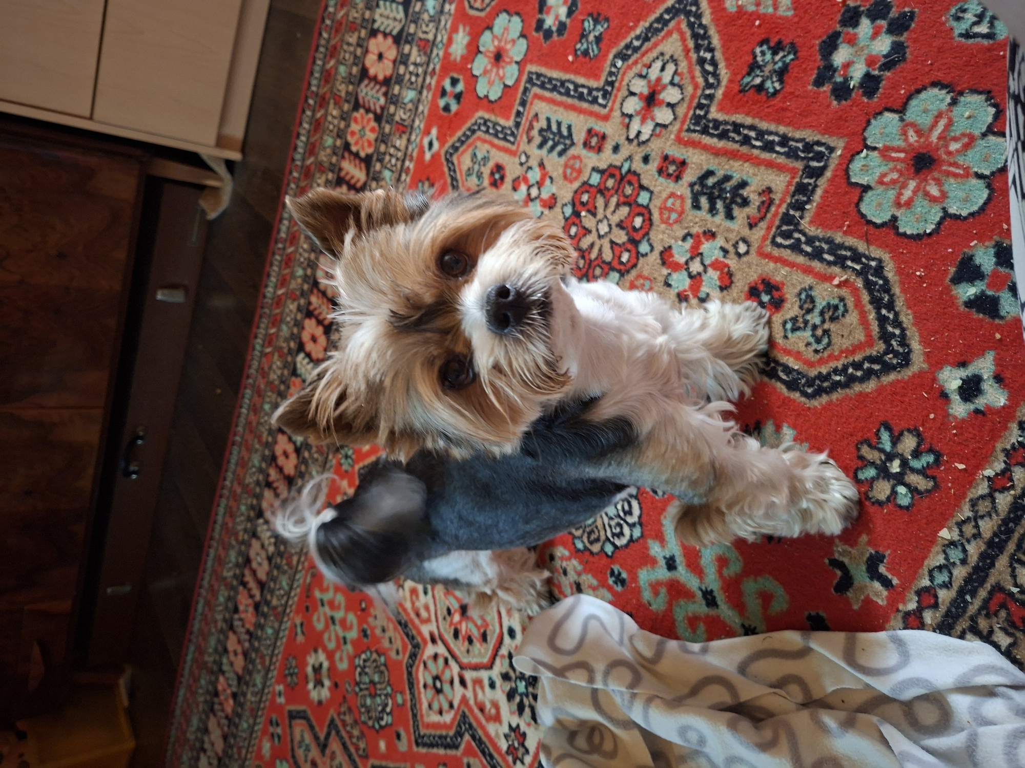 A small, fluffy dog, appearing to be a Yorkshire Terrier or similar breed, is the central subject of this high-angle photograph. The dog has light brown and white fur, with a notable dark grey-black patch of fur visible on its side. Its face is predominantly light brown and white, with dark, expressive eyes looking directly up at the viewer, and a small black nose.
The dog is positioned on a vibrant red patterned rug, which features intricate traditional designs in black, beige, and light blue. Scattered across the rug are small white and yellowish crumbs or debris, suggesting a lived-in indoor environment. In the bottom right corner of the frame, a corner of a white or light-colored blanket with grey, swirling patterns is visible.
To the left of the dog, the background consists of dark wooden furniture, possibly a cabinet or chest, and lighter wooden cabinetry above it. A section of dark wooden flooring is also visible along the left edge of the rug. The lighting in the scene is bright, indicative of an indoor setting during daytime. The overall scene conveys a domestic and cozy atmosphere. No visible text is present in the image. The location is Kondratovo, Russia.