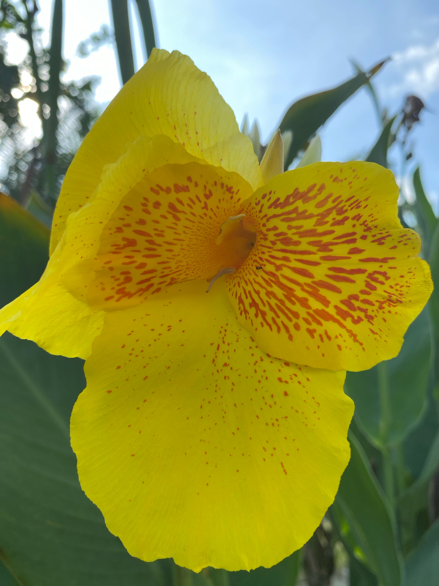 A close-up, upward-facing shot captures a vibrant yellow Canna Lily bloom, its petals speckled with fiery orange-red markings. The flower is the primary subject, dominating the frame with its large, trumpet-like structure. Subtle veins are visible on the petals, adding texture to the smooth surface. In the background, out-of-focus green foliage and a hint of bright blue sky with scattered clouds suggest an outdoor setting. The lighting indicates it is daytime, possibly morning or late afternoon, with sunlight filtering through, creating a soft glow on the flower and dappled light on the surrounding leaves. The image appears to be taken in a garden or natural setting within Pantai Gading, Indonesia, a location known for its tropical climate and lush vegetation. No people are visible in the frame.