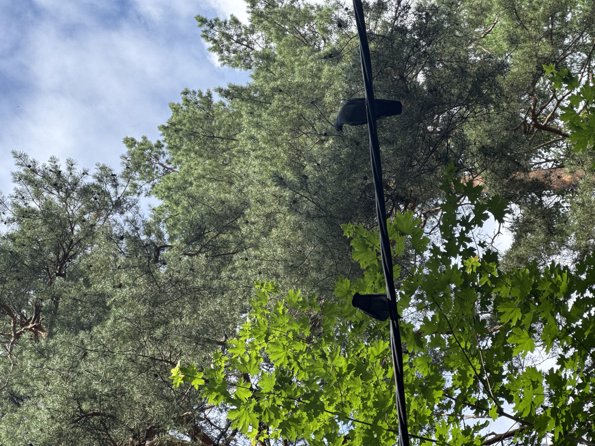 The image depicts an outdoor scene with lush green foliage and trees against a partially cloudy sky. Two black birds are perched on a dark, thick cable running horizontally across the frame. The bird on the left is facing left, while the bird on the right is facing left as well. The cable is positioned in the foreground, with vibrant green maple leaves on the left and the dense canopy of pine trees filling the background. The lighting suggests it is daytime. The specific location within the city of Izhevsk, Russia cannot be determined from the visual information provided in the image.