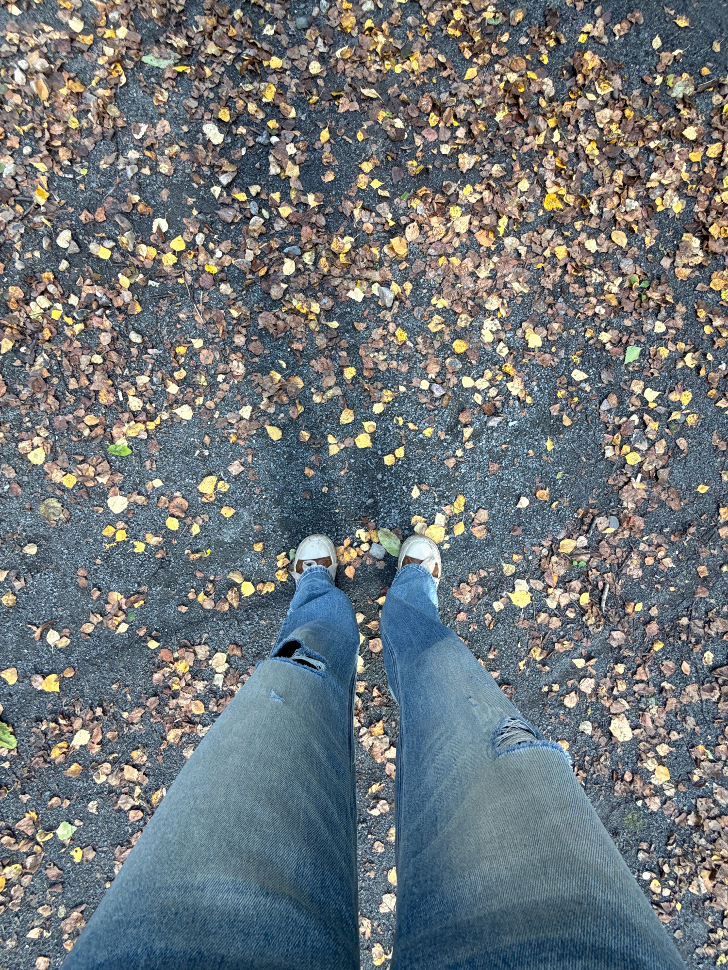 A top-down, full-body shot depicts a person wearing blue jeans and white canvas sneakers standing on a path covered in fallen leaves. The leaves are a mix of yellow, brown, and green, scattered across a dark, gravelly surface. The jeans have ripped knees, revealing skin beneath. The person's feet are positioned parallel to each other, indicating they are standing still. The image is taken from a high angle, looking directly down at the ground and the person's legs. The lighting suggests an overcast day, as there are no harsh shadows. The environment appears to be an outdoor pathway, possibly in a park or wooded area, given the presence of fallen leaves. No specific landmarks or elements identify the location as Rusanovo, Russia.