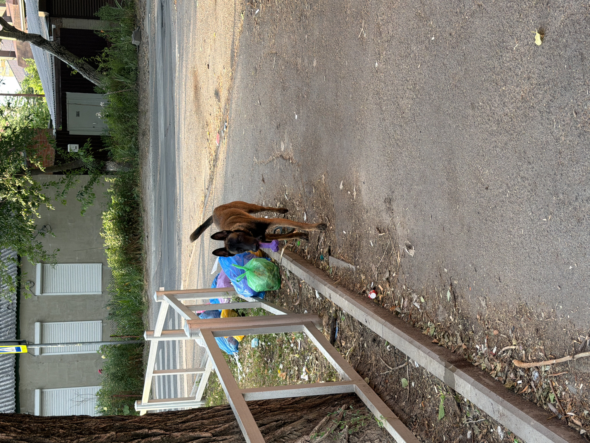 A medium-sized, short-haired brown dog with a black muzzle is walking on an asphalt path in Rostov-on-Don, Russia. The dog is carrying a purple dog toy in its mouth. To the left of the dog, a white metal fence borders a grassy area with several brightly colored plastic garbage bags. The background features a building with white roller shutters and trees. The ground is littered with debris, including leaves, twigs, and some discarded items. The lighting suggests it is either early morning or late afternoon.