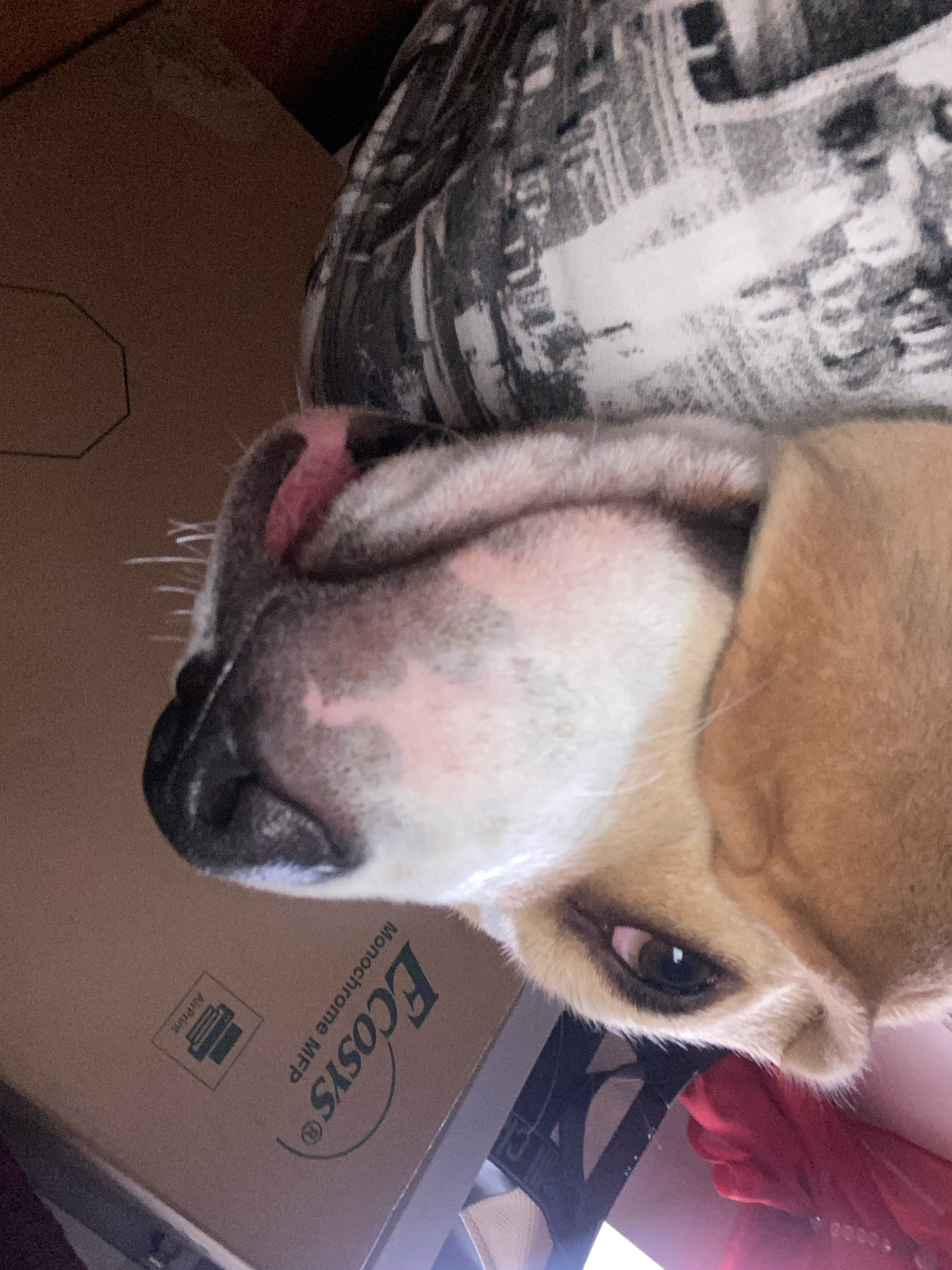 The image is an extreme close-up, top-down perspective of a dog's face. The dog's snout, nose, and one eye are prominently featured. The dog's fur is primarily light brown and white, with some pinkish tones on its nose and inside its mouth. The dog appears to be resting on a cardboard box, which has the text "ECOSYS Monochrome MFP" and an "AirPrint" logo printed on it. The background is blurred but suggests an indoor environment with some patterned fabric and a brown surface. There is no discernible indication of the city of Perm, Russia, within the image.
