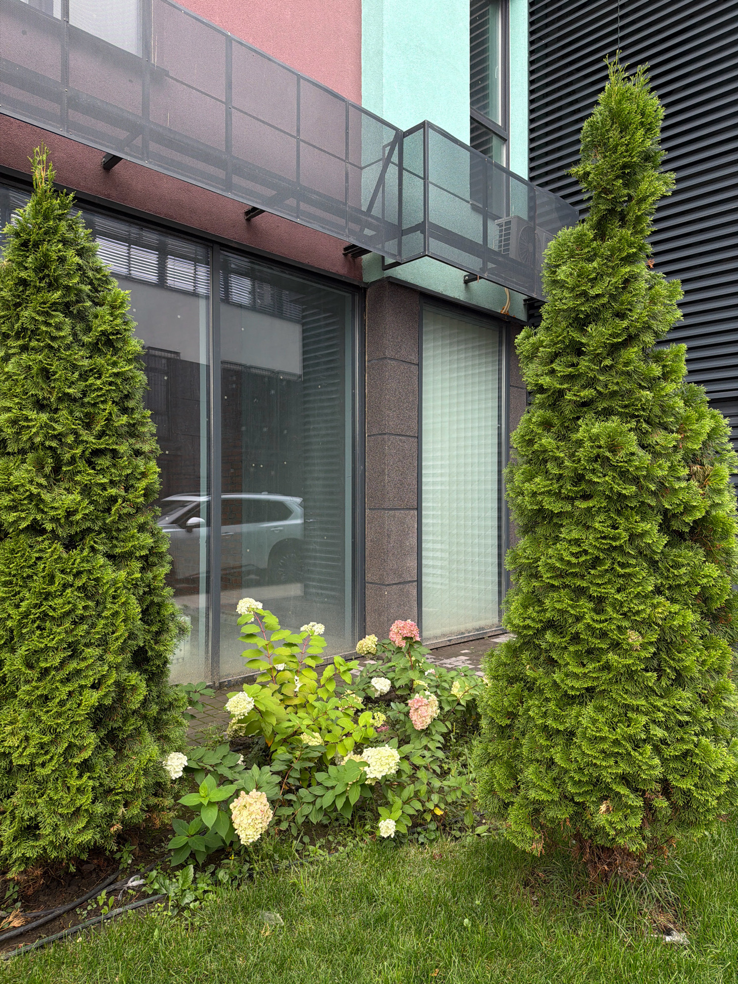 The image shows the exterior of a modern building with a red and light blue facade, located in Kyiv, Ukraine. Two conical green thuya trees flank a section of the building that features large, dark-framed windows with reflective glass and white blinds. In front of the windows, a bed of hydrangeas with white and pink blooms is visible, nestled within lush green grass. A white SUV is reflected in the window. The building's architecture includes a dark metal slatted wall on the right and a glass-railed balcony above the windows.