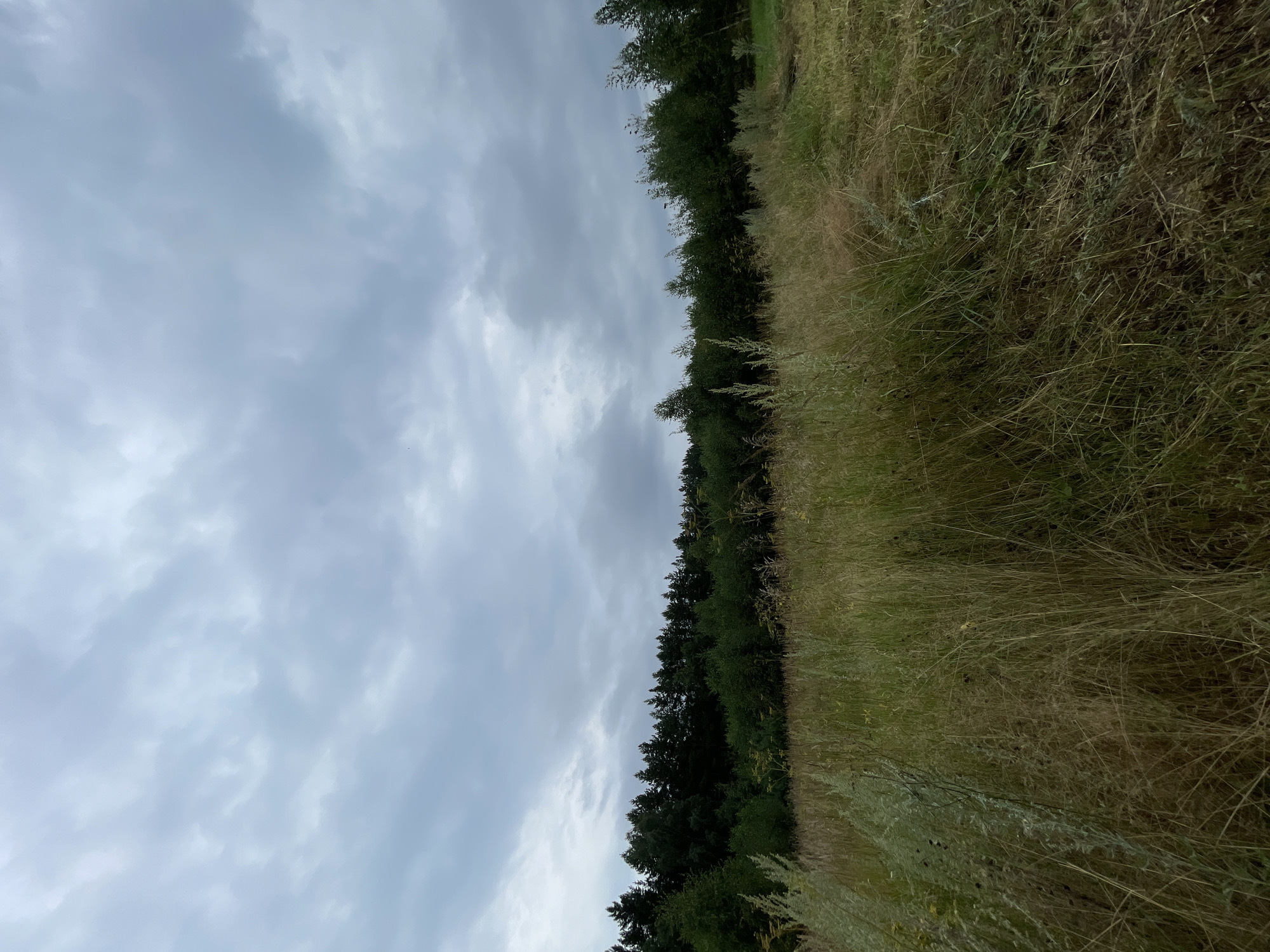 The image depicts an overcast sky with thick, grey clouds filling the upper portion of the frame. Below the sky, a dense line of dark green coniferous trees forms the horizon. In the foreground, a field of tall, dry grass, predominantly yellow and brown hues, stretches across the landscape. Some green vegetation is interspersed within the dry grass. The overall scene suggests a rural or natural environment, possibly a meadow adjacent to a forest, under cloudy weather conditions. The specific location in Балдейка, Russia, is not discernible from the visual elements of the image itself. There are no people or animals present, and no discernible actions or interactions are occurring. The environment is one of natural landscape with emphasis on the field and forest under a clouded sky.