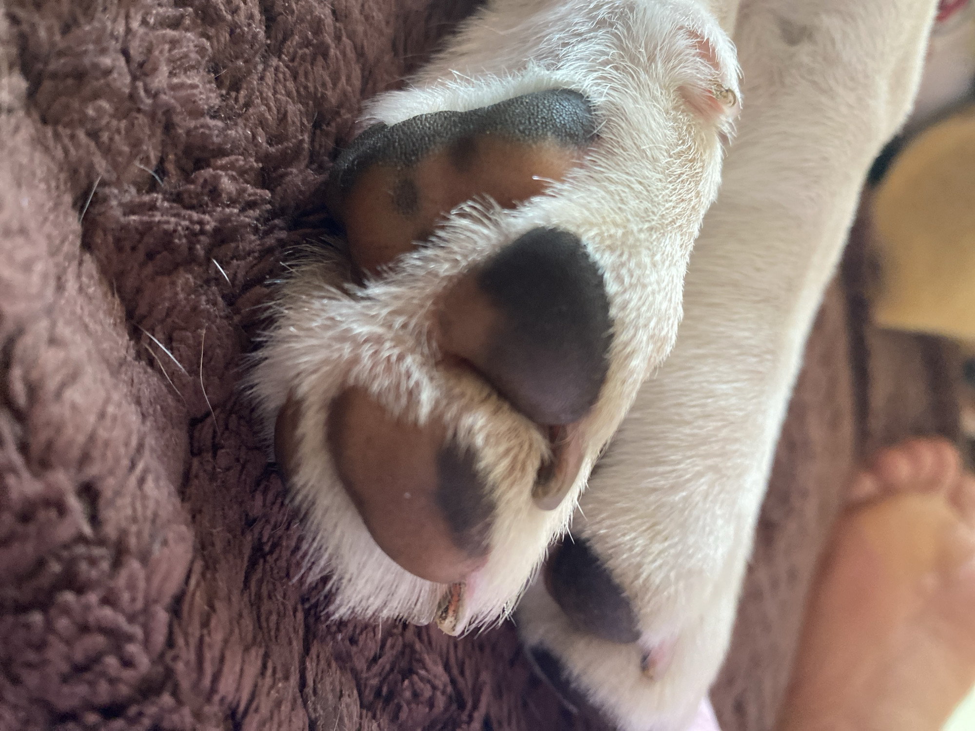A close-up, slightly angled shot captures the paws of a dog resting on a soft, brown, textured surface, likely a blanket or rug. The dog's paws are predominantly white with patches of dark brown on the pads. The fur is light and fluffy around the paw, with some darker hairs visible. In the background, out of focus, a human foot is visible, its skin tone appearing light. The overall lighting is soft, creating a warm and relaxed atmosphere. There is no information in the image that indicates a specific location in the city of Perm, Russia.