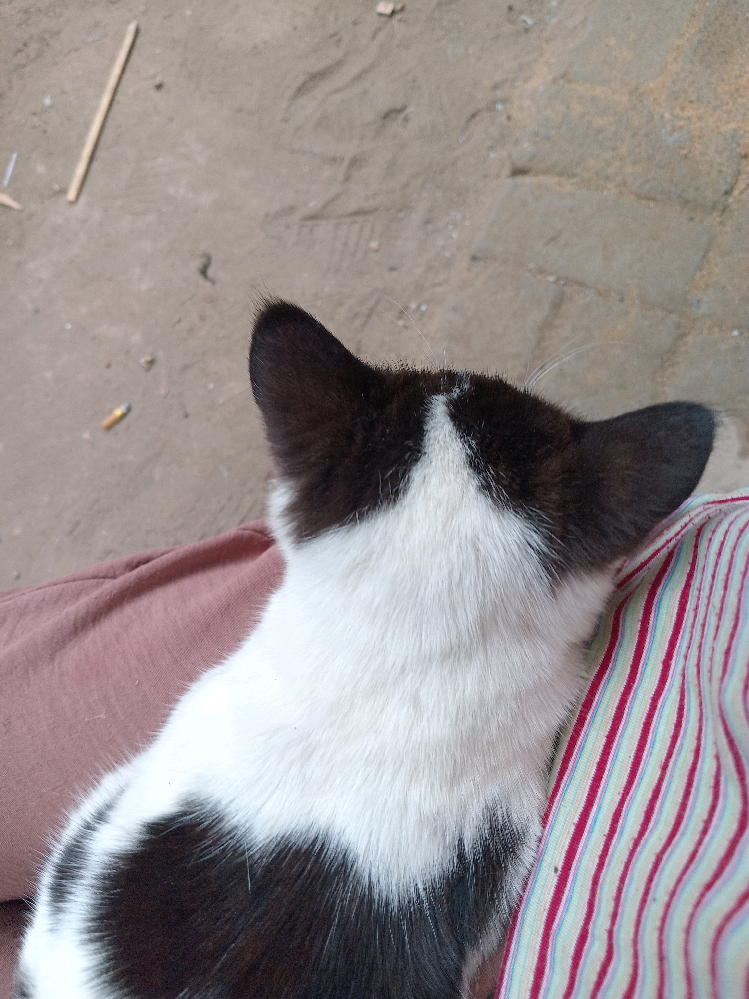This is a close-up, overhead shot of a black and white cat resting on a person's lap, with the background showing a dusty, uneven ground surface. The cat's head is angled away from the camera, revealing its black ears and a white marking on its forehead. Its body is covered in black and white fur. The person's lap is covered by a pinkish-brown fabric. To the right of the cat, a striped fabric, possibly a blanket or clothing, is visible with red, white, and light blue stripes. In the background, the ground is a mixture of dirt and what appears to be rough, possibly worn concrete or paved areas. A thin, light-colored stick lies diagonally on the ground in the upper left portion of the image. A discarded cigarette butt is also visible on the ground further left. The overall impression is that of an outdoor setting in a non-urbanized or less-developed area, with the image likely captured in Claket, Indonesia, given the context.