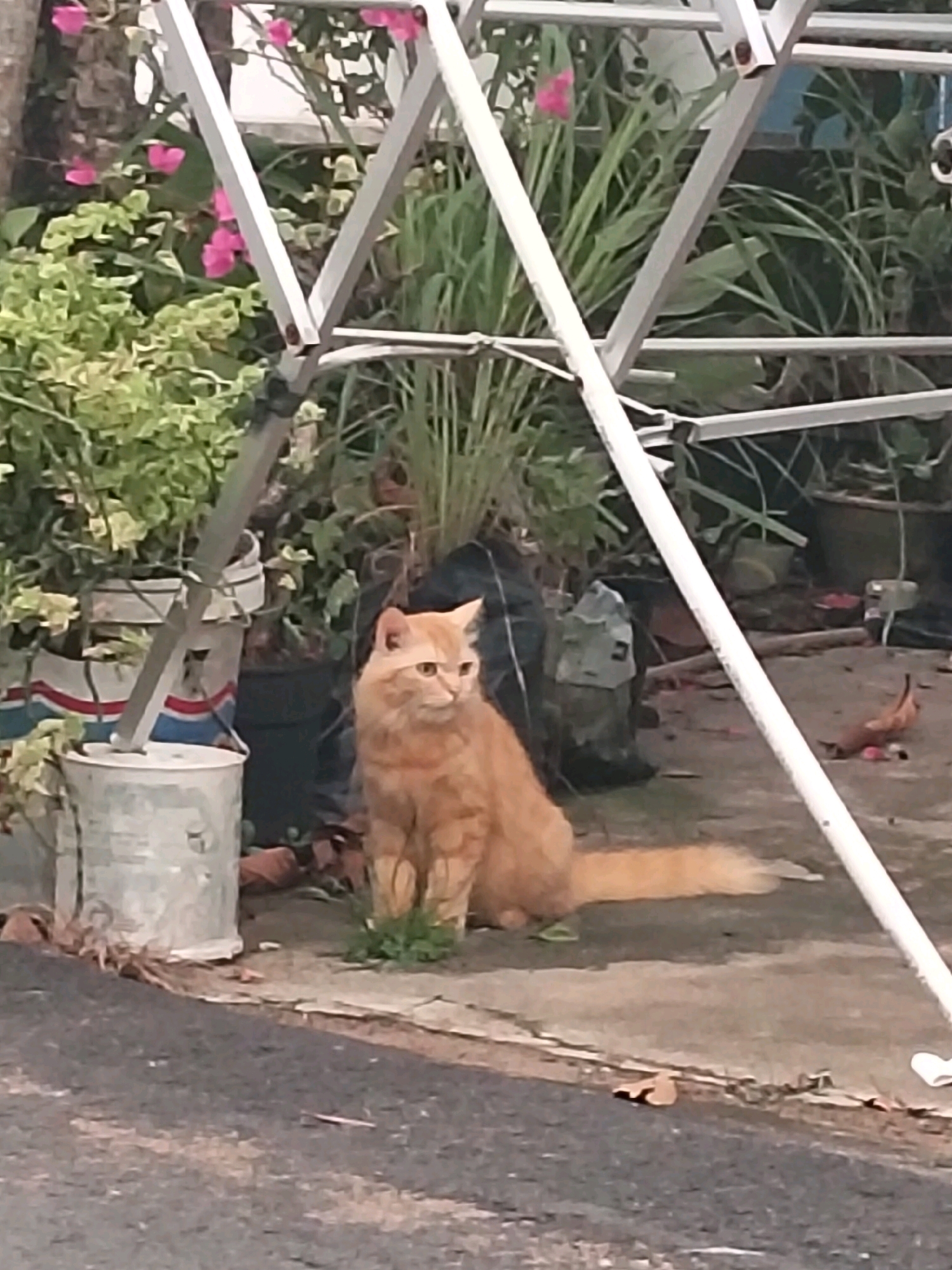 The image shows an orange cat sitting on concrete in front of a metal structure in Arang Limbung, Indonesia. The cat is facing left and appears to be looking at something outside the frame. In the background, there are plants, pots, and debris. A bucket is visible to the left of the cat. The scene is outdoors, with the ground covered in concrete and asphalt. The lighting suggests it is daytime.