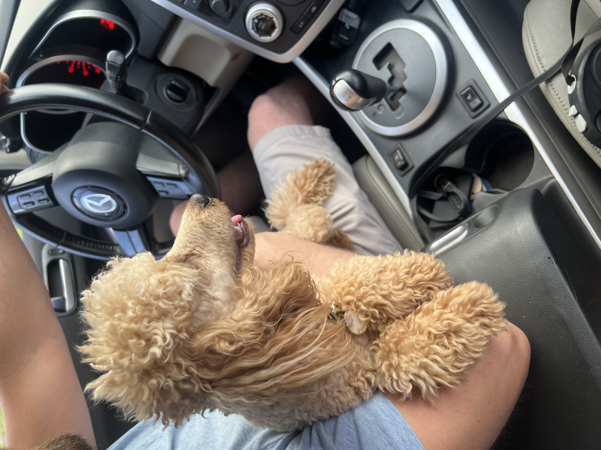 A light brown poodle is being held by a person in the passenger seat of a car. The dog is facing to the right, with its tongue slightly out. The person's left arm is visible, holding the dog. The steering wheel and dashboard of the car are visible in the background. The car appears to be parked, as there is no indication of movement. The scene is indoors, within the confines of a vehicle. The location of this scene is not specified and cannot be determined.