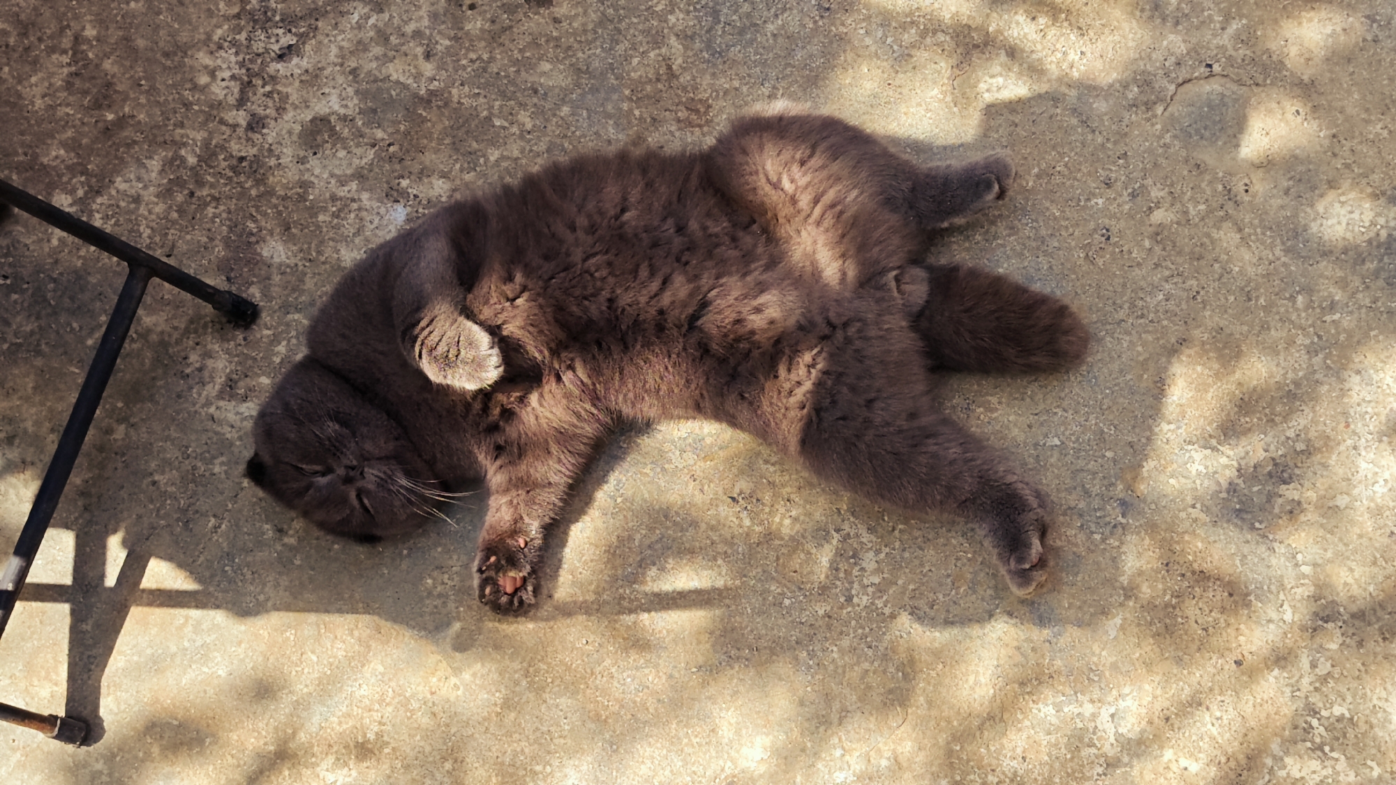 A gray cat lies on its back on a concrete surface, with one paw raised. The cat's face is visible, and its eyes are closed. A portion of a black metal chair is visible on the left side of the image. The location is likely in the city of Lũng Cú Commune, Vietnam based on the prompt request. The light suggests an outdoor setting, likely in the daytime. The cat is motionless and appears to be sleeping or resting.
