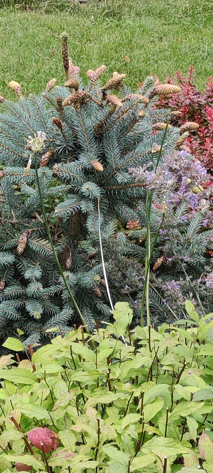 The image shows a close-up view of a blue spruce tree with pinecones in various stages of development. The tree is surrounded by other foliage, including small purple flowers and vibrant green leaves in the foreground. The scene appears to be a garden or park setting. The specific location in the city of Rosinka, Russia, is not discernible from the visual information provided. No people or animals are visible in the image. The lighting suggests it is daytime, with natural light illuminating the plants. The overall impression is of a natural, outdoor environment.