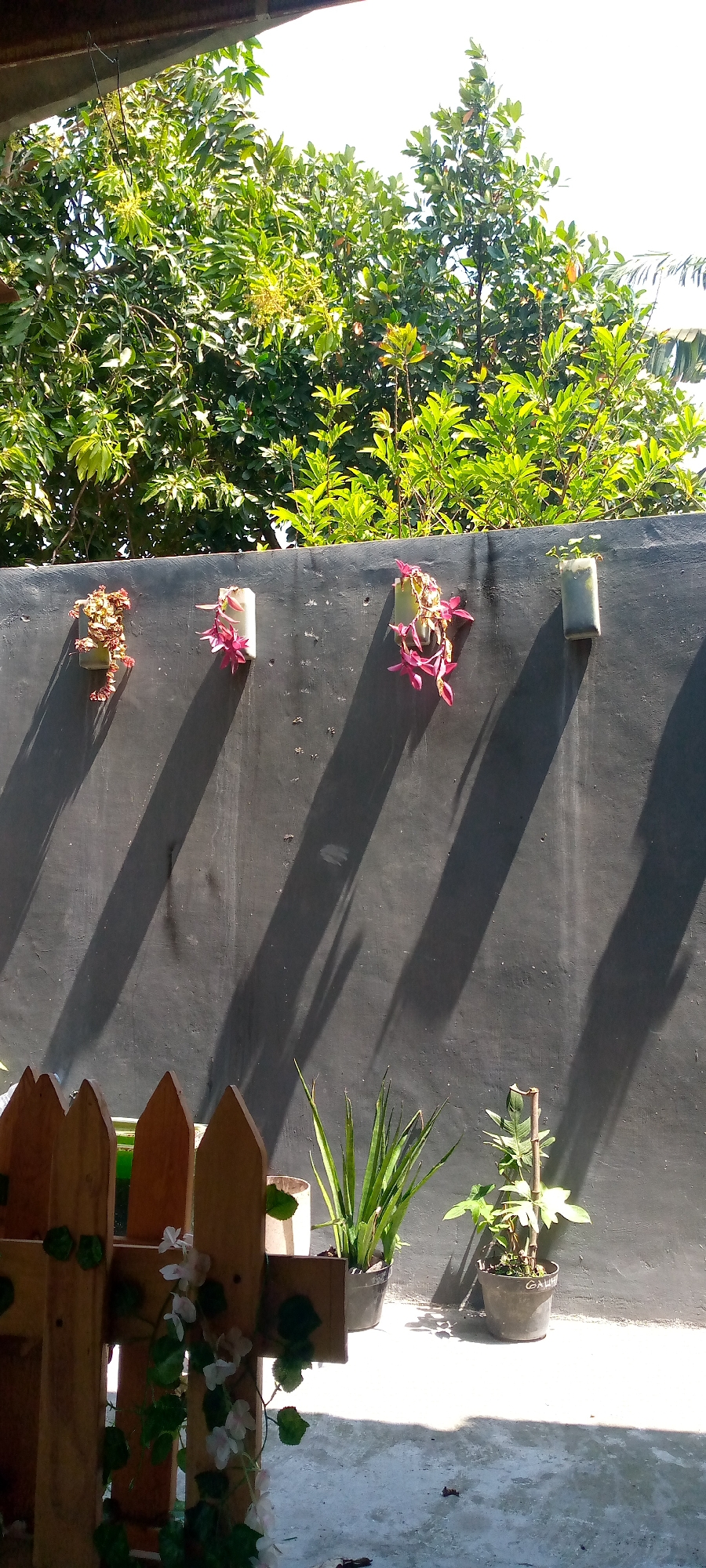 This image depicts an outdoor scene in Sumberwono, Indonesia, featuring a dark gray wall adorned with four hanging planters. Three of the planters are visible, each containing a plant. The leftmost planter holds a dried, reddish-brown plant. The middle planter contains a plant with pink flowers and green leaves. The rightmost visible planter holds a small green plant. The wall is casting long, sharp shadows from an unseen light source, likely the sun. Above the wall, lush green trees with dense foliage are visible against a bright sky. In the foreground, a portion of a light-colored wooden fence is present, decorated with artificial white flowers and green leaves. To the right of the fence and in front of the wall, two potted plants are placed on the ground. The left plant is a tall, spiky green plant in a dark pot. The right plant is a smaller plant with broad leaves in a dark pot, with a wooden stake supporting its stem. The ground appears to be a concrete or paved surface, with scattered dark debris.