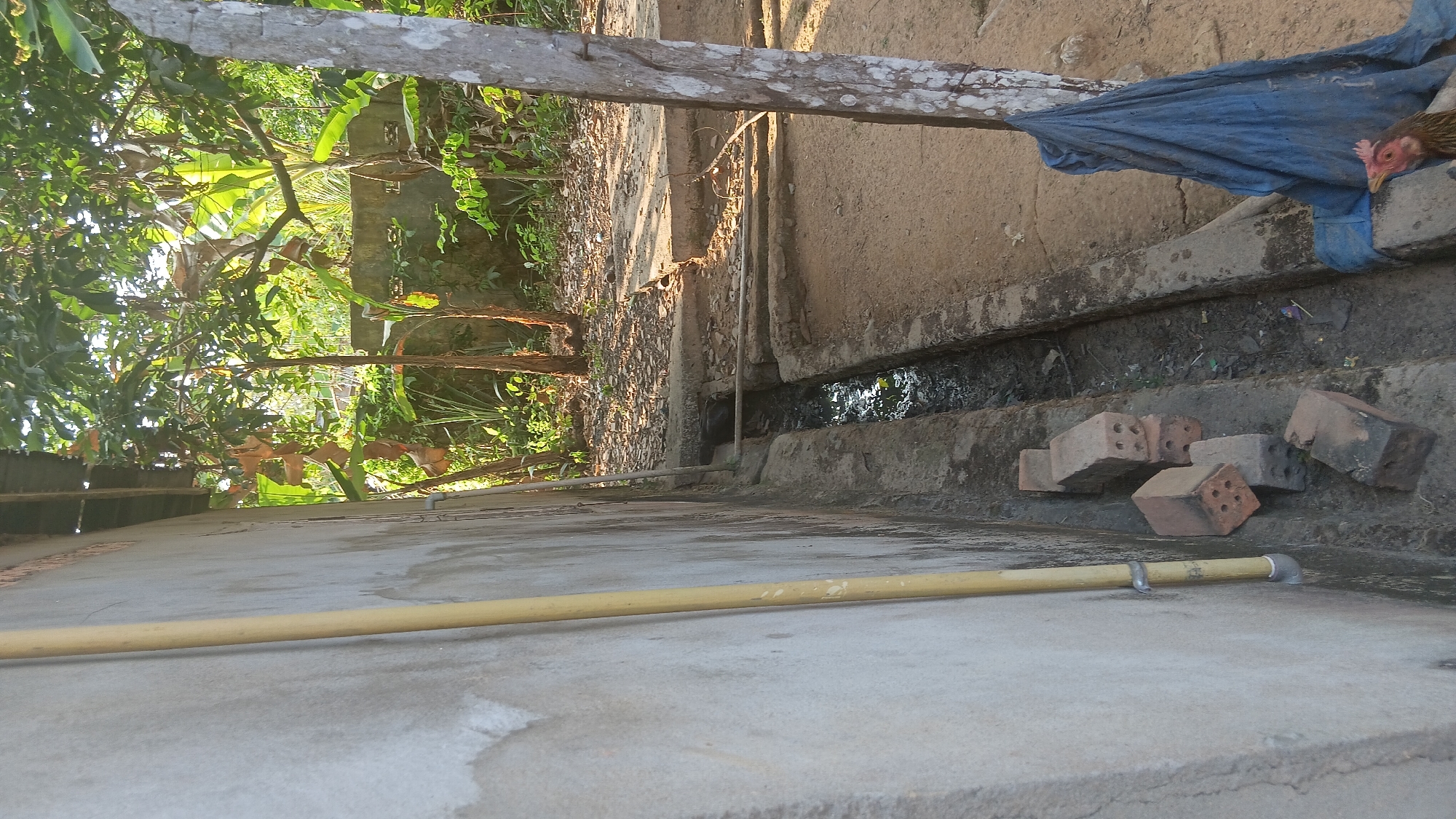 The image depicts an outdoor scene, likely in Prabumulih, Indonesia, showing a narrow, concrete drainage ditch filled with murky water and debris. The ditch runs alongside a concrete wall, on which a yellow pipe is mounted. Several red bricks are stacked near the edge of the ditch. To the right of the ditch, the ground is sandy and uneven, with a partially covered structure or area behind it. A blue tarp is draped over a wooden post on the right side of the frame. At the bottom right corner, a chicken with brown and red plumage is visible, its head peeking out from beneath the tarp. Lush green vegetation, including trees and banana plants, can be seen in the background, suggesting a tropical environment. The lighting indicates it is daytime, with sunlight filtering through the trees.