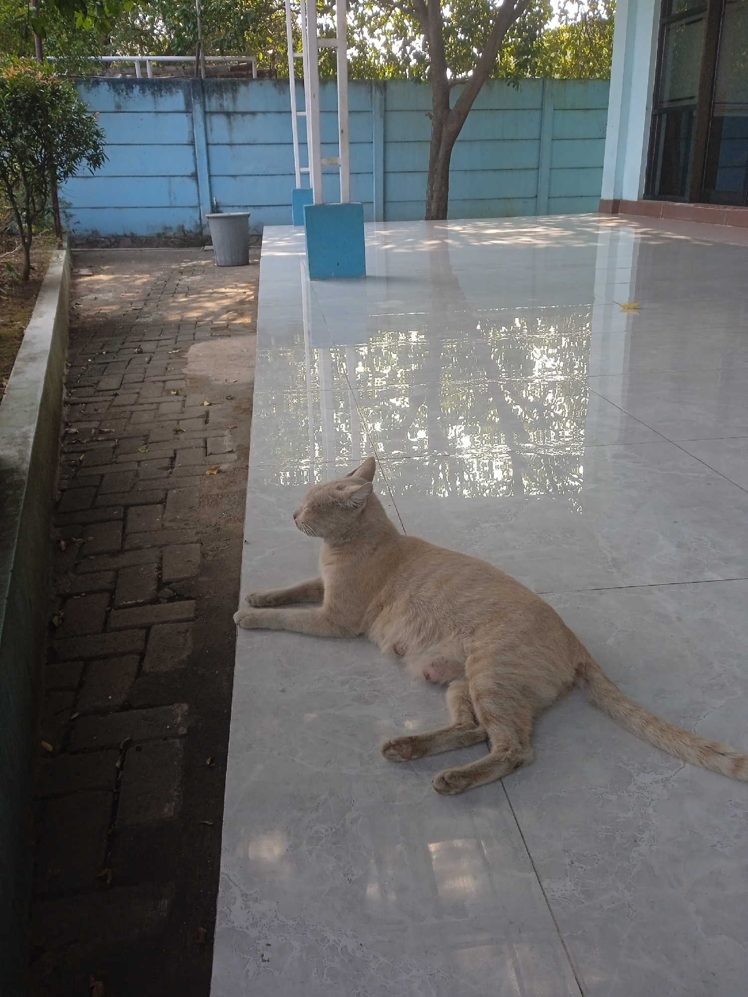 A light brown cat is lying on a tiled floor in front of a blue concrete wall. The cat is facing to the left of the frame, with its eyes closed. Its front paws are tucked under its chest, and its hind legs are stretched out. The tiled floor is wet and reflects the light from the sun, creating a shimmering effect. Behind the cat, the blue concrete wall is slightly weathered and has some dark marks on it. To the left of the wall, there is a pathway made of interlocking bricks, and beyond that, some green foliage. The scene appears to be outdoors, possibly in a courtyard or a public space. The image was taken in Semarang, Indonesia.