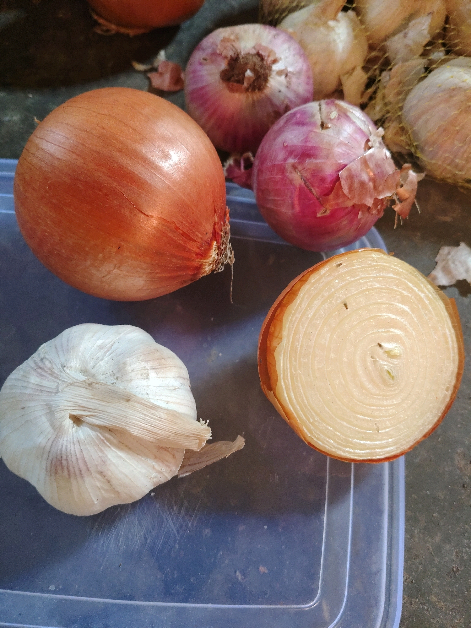 A close-up, high-angle shot features a garlic bulb and three onions on a dark blue plastic container. The garlic bulb, in the bottom left, is oriented with its stem facing upwards and towards the left. To the right of the garlic, an onion has been cut in half, revealing its concentric rings. The bottom-most onion is a whole, medium-sized, brown onion positioned in the upper left quadrant. Behind the brown onion, two red onions are visible, one whole and one partially obscured by the brown onion. In the background, several more onions are enclosed in a light brown mesh bag. The surface beneath the plastic container appears to be a dark, mottled surface, possibly a countertop or floor. The image was captured in Bulak Lor, Indonesia.