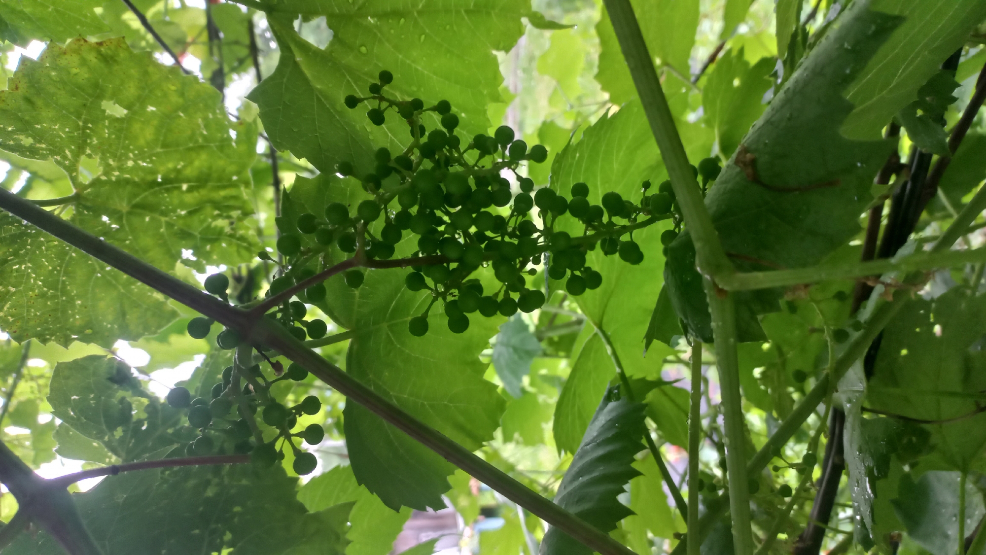 The image shows a cluster of unripe green grapes hanging from a vine, surrounded by lush green grape leaves. The grapes are small and round, with a slightly waxy sheen, and a few water droplets are visible on them, suggesting recent rain or dew. The vine branches are reddish-brown and appear sturdy. The background is a blur of green foliage and possibly some out-of-focus structures, indicating an outdoor environment likely in a garden or vineyard. The lighting suggests it is daytime, with sunlight filtering through the leaves. The location in Savino, Russia, is inferred, but the visual details themselves do not directly confirm this location. There are no people or animals visible in the image.