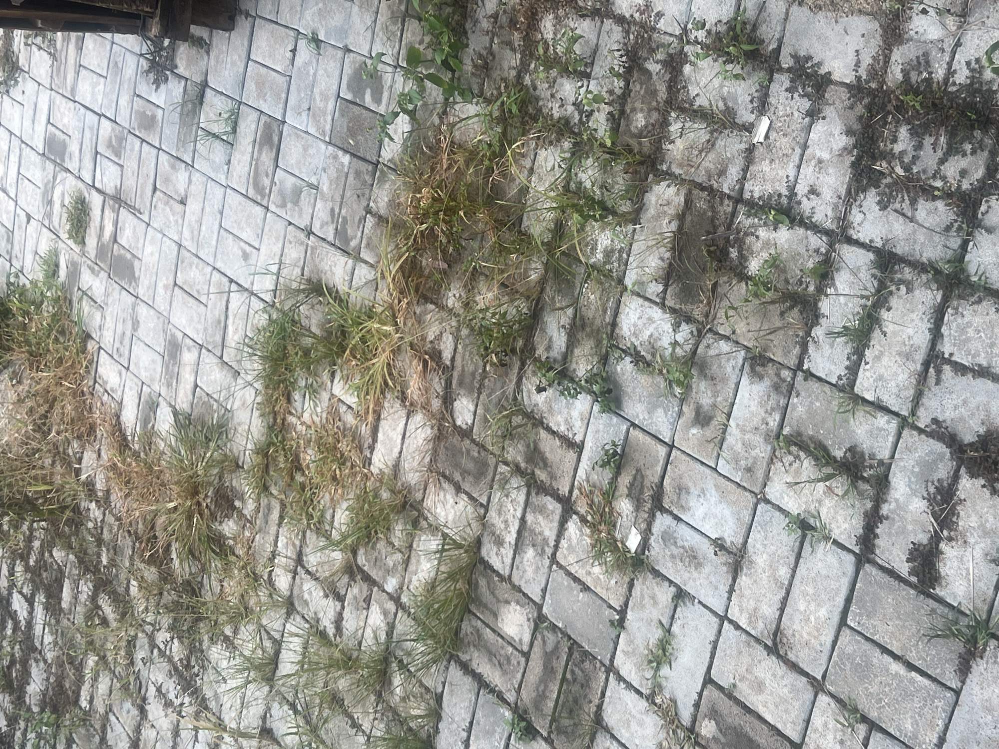 This is a top-down, slightly angled view of a paved outdoor area in Gura Top, Nigeria. The ground is covered with light grey rectangular pavers arranged in a herringbone pattern. Weeds and dried grass are growing through the cracks between the pavers, with some patches of green grass also present. There are also dark, damp areas on the pavers, suggesting recent rain or moisture. The overall scene is natural and somewhat untidy, indicating an outdoor space that is not meticulously maintained. The lighting suggests it is daytime, but the overcast sky or shadows prevent a clear indication of the time. There is no visible text in the image.