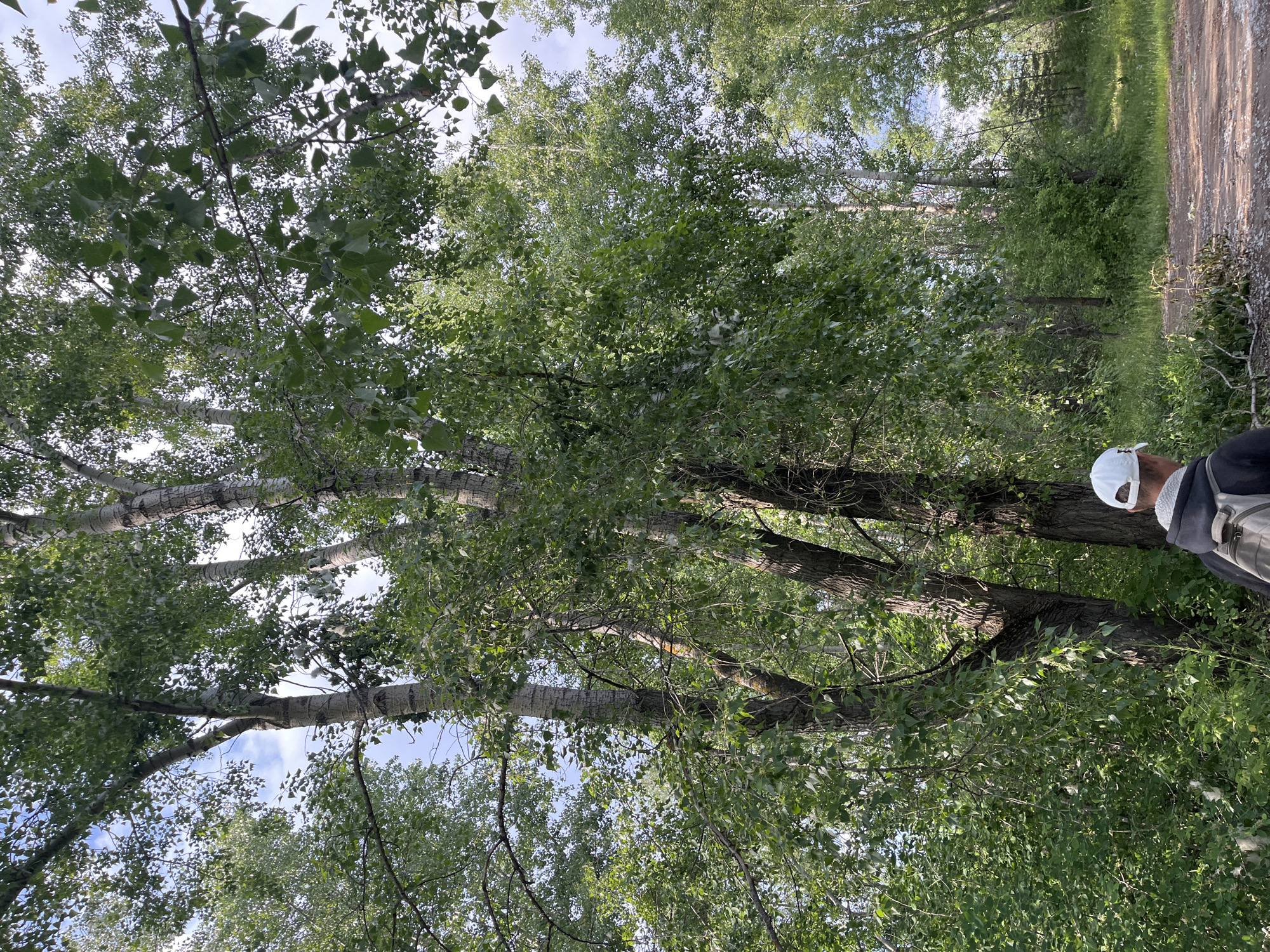 The image shows a view upwards through the foliage and branches of trees, some with white bark, suggesting a forest or wooded area in Chaikovsky, Russia. A figure wearing a white cap and dark clothing is partially visible on the right side of the frame. A dirt path is visible. The focus is on the density and variation of the green leaves against the partially visible sky.